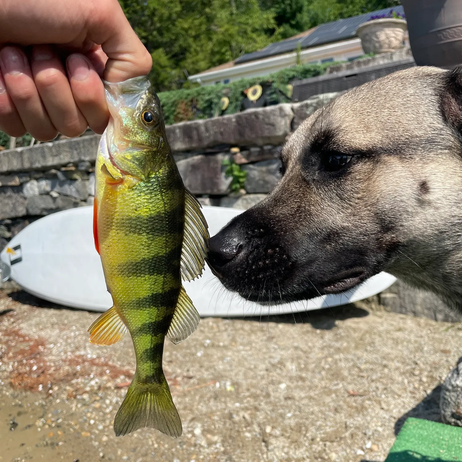 recently logged catches