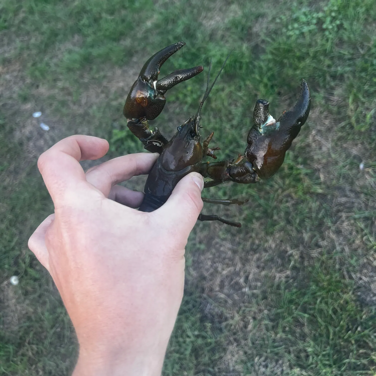 Signal crayfish caught on Fishbrain