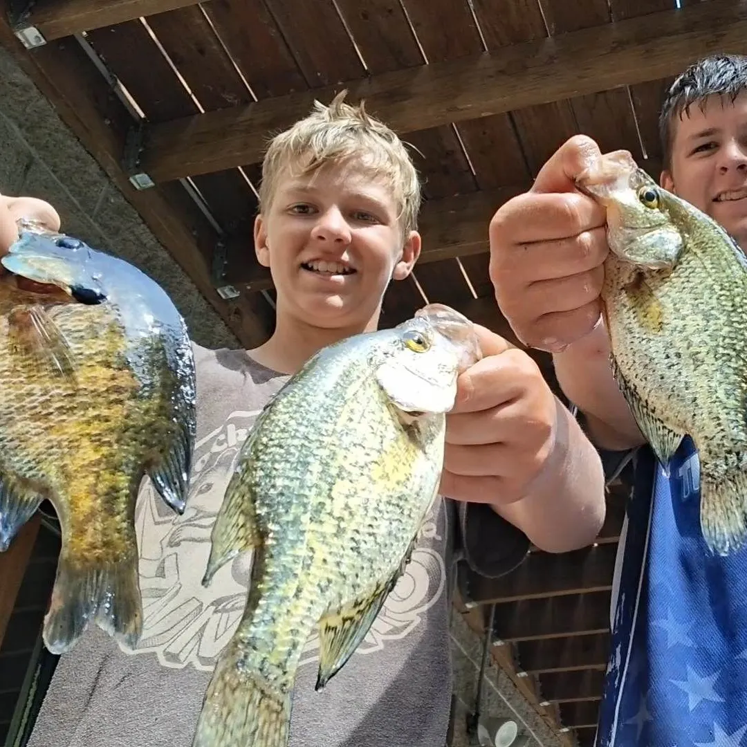 Black crappie caught on Fishbrain