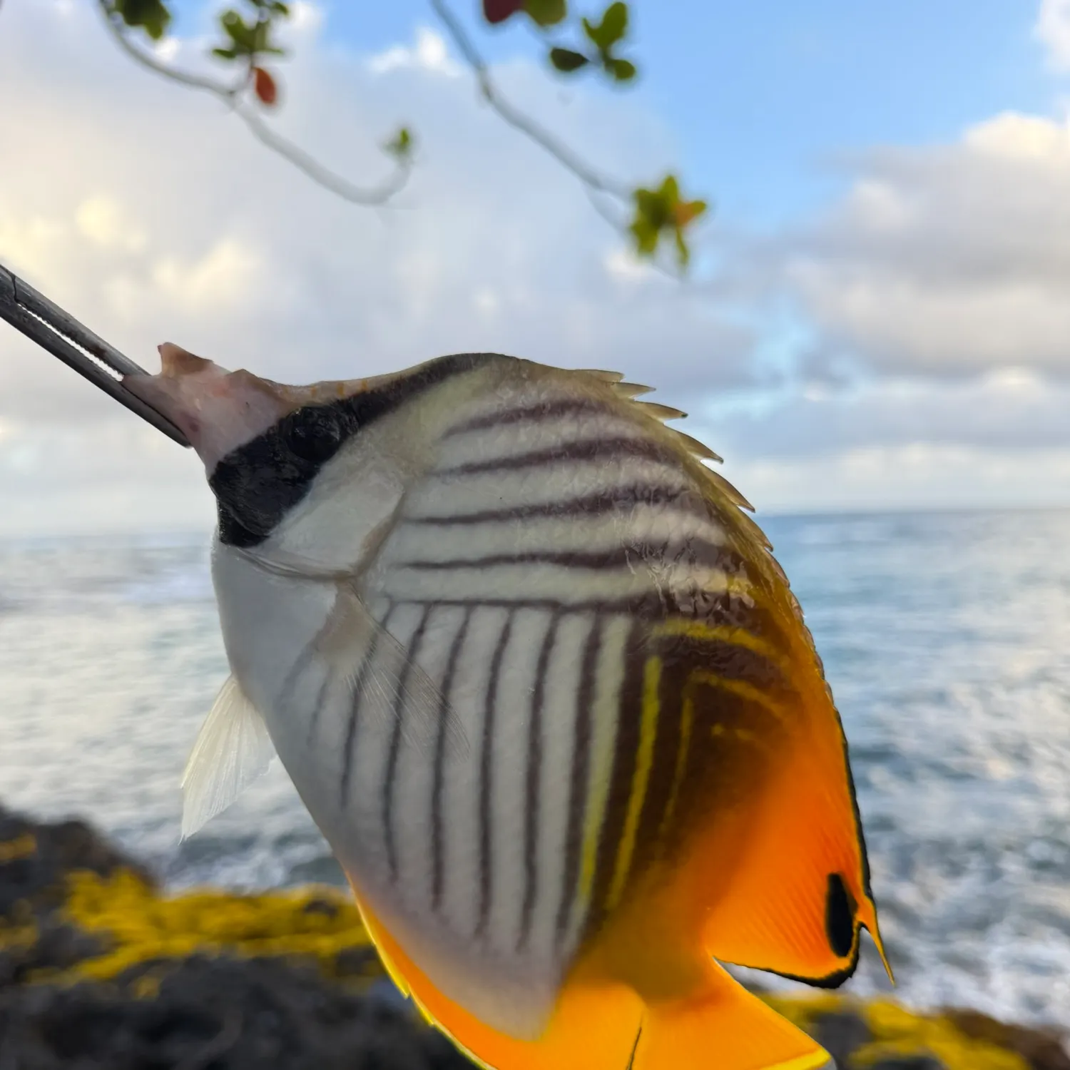 The most recent Threadfin butterflyfish catches on Fishbrain