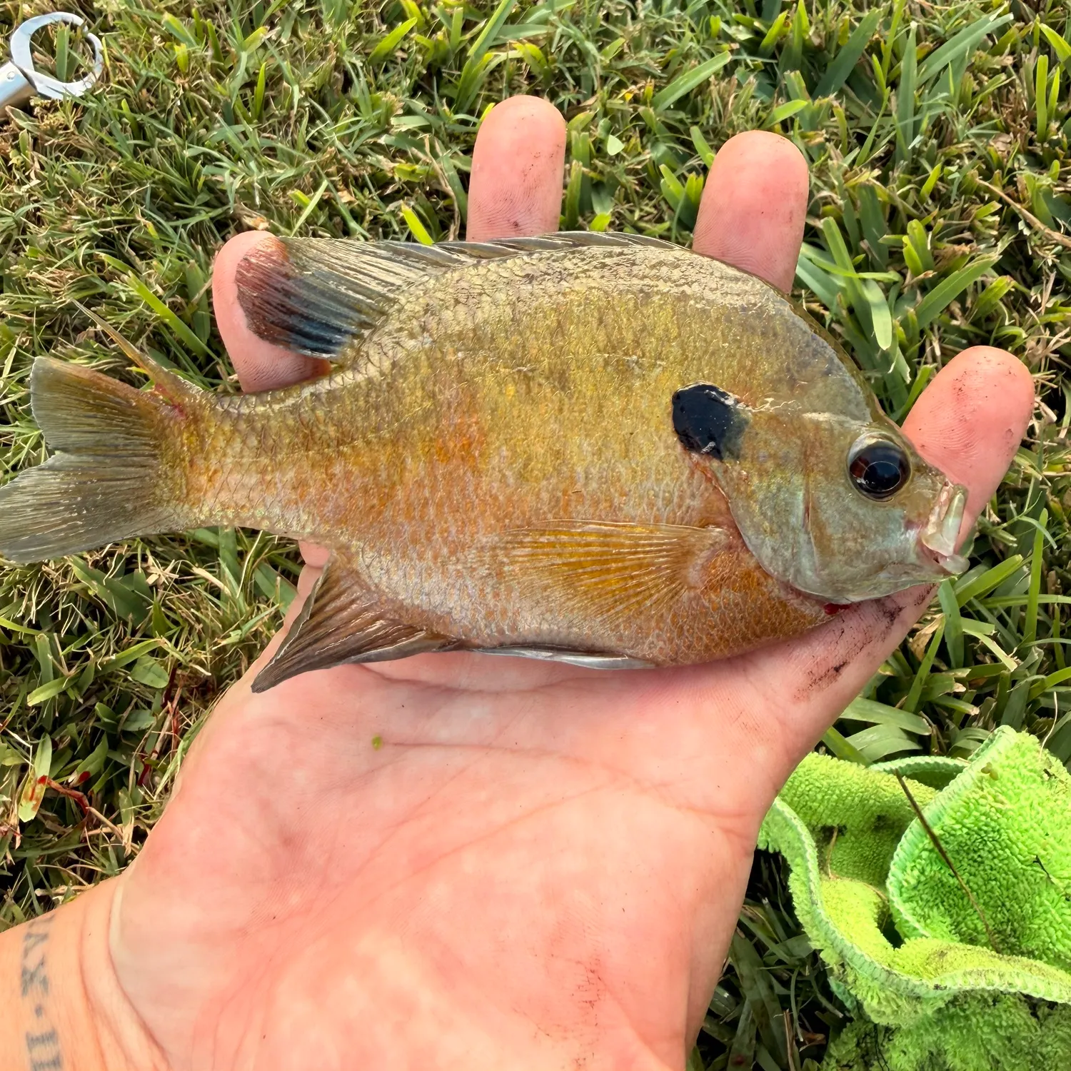 Bluegill caught on Fishbrain