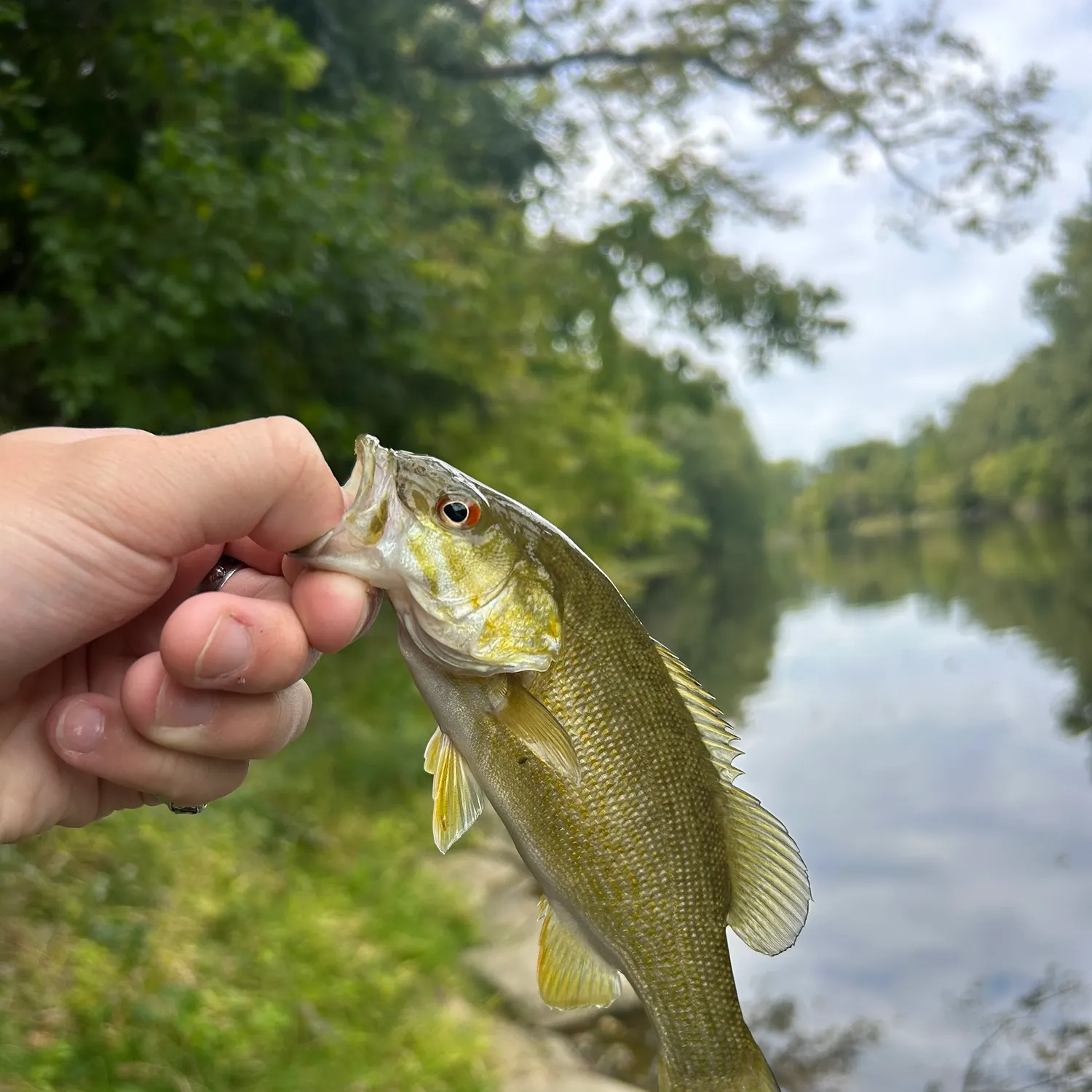 Smallmouth bass caught on Fishbrain
