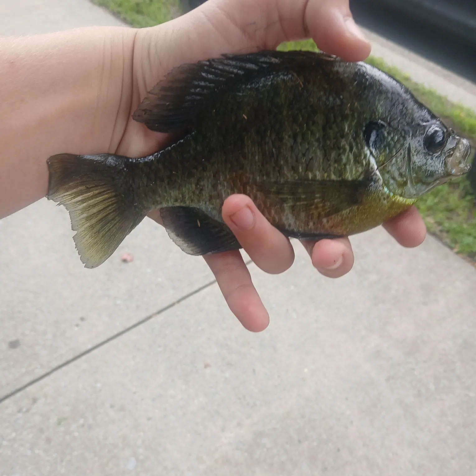 Bluegill caught on Fishbrain