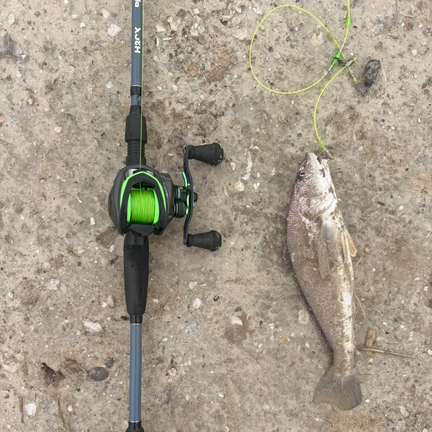 The most recent Southern kingcroaker catches on Fishbrain