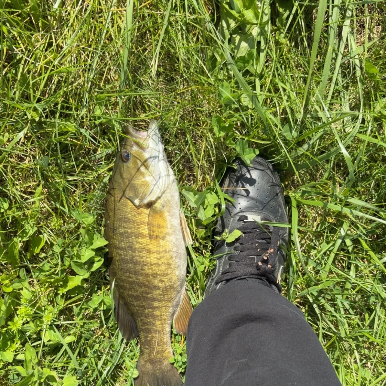 Smallmouth bass caught on Fishbrain