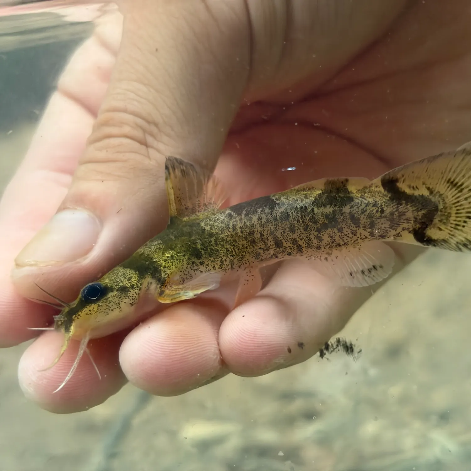 The most recent Brindled madtom catches on Fishbrain