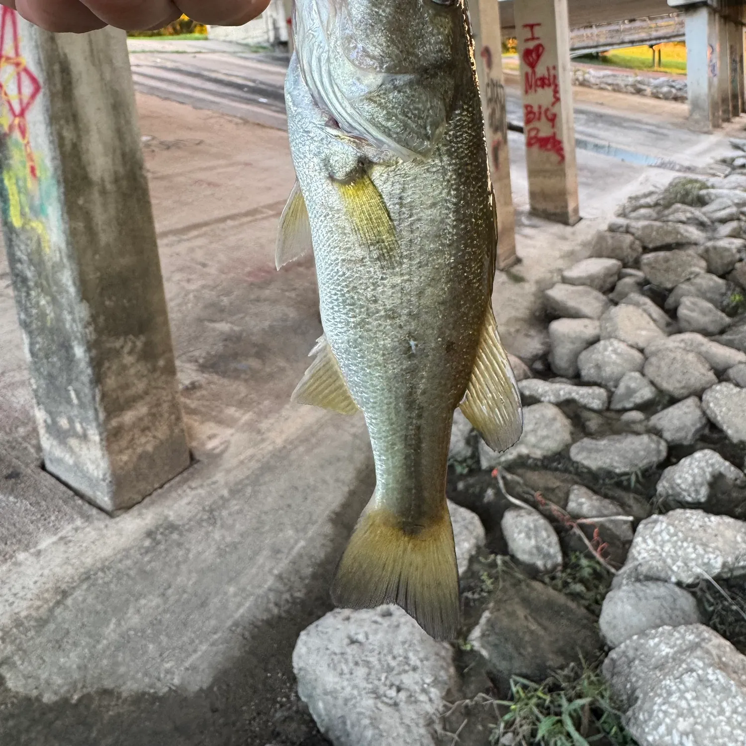 Largemouth bass caught on Fishbrain