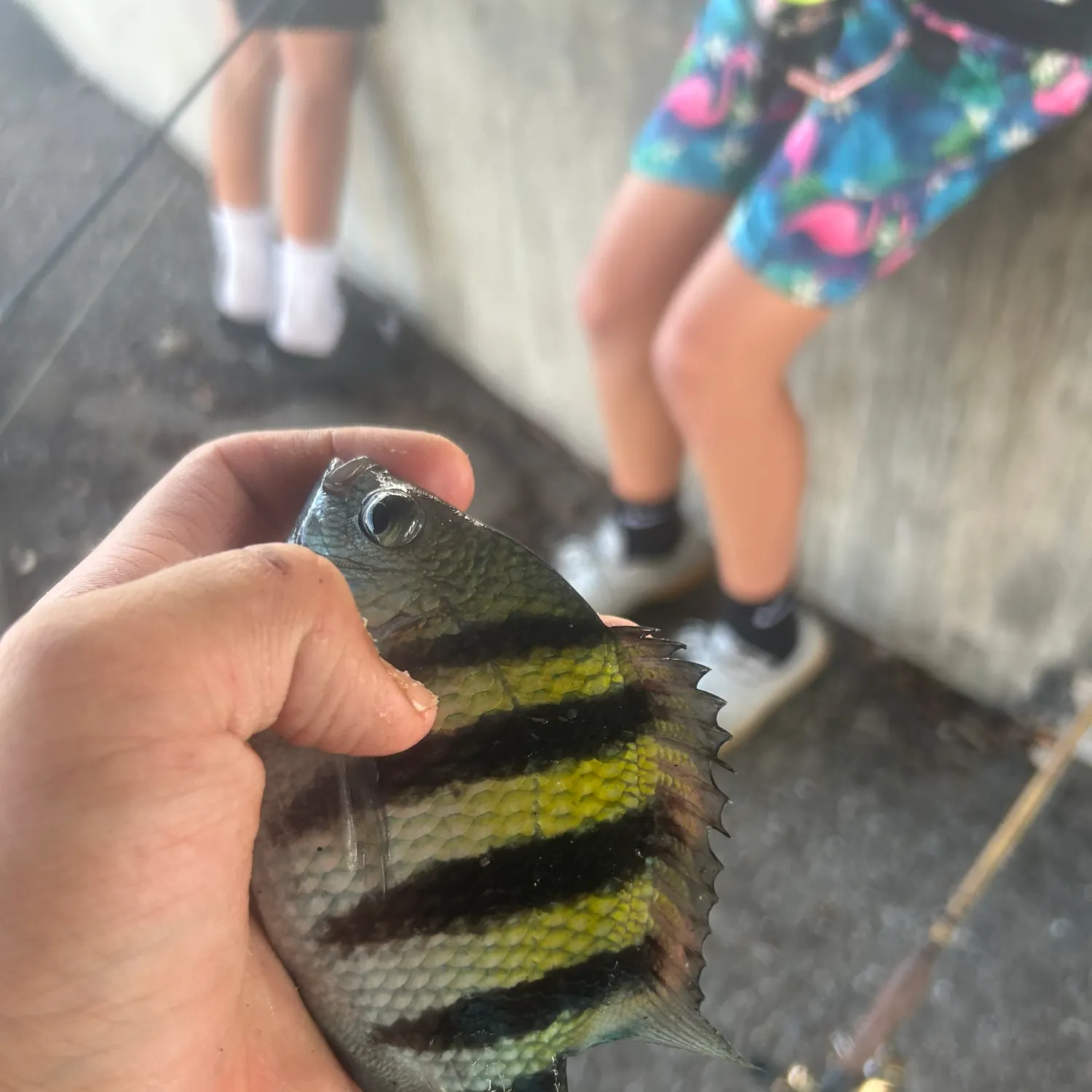 The most recent Sergeant-major catches on Fishbrain