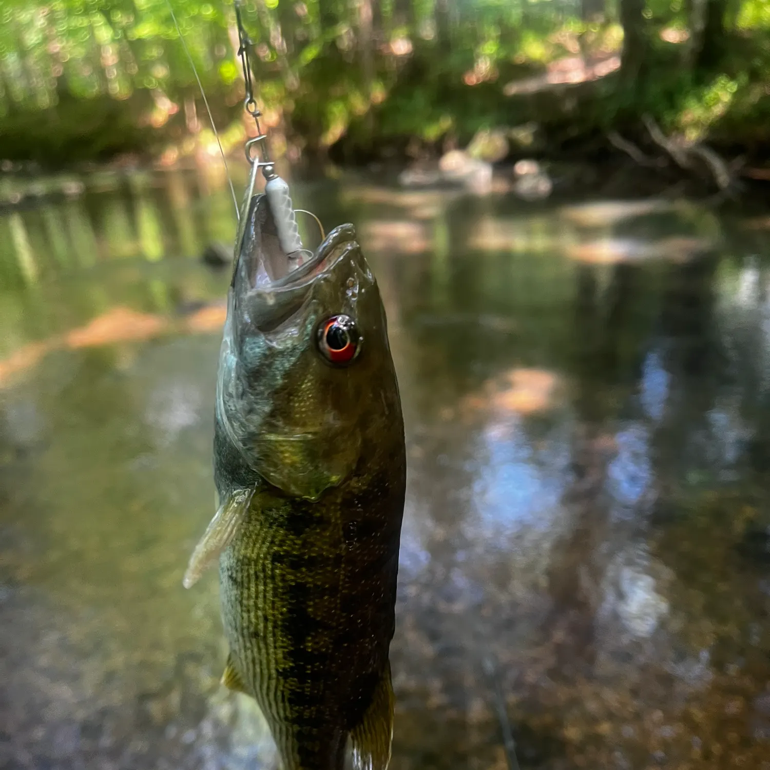 The most recent Redeye bass catches on Fishbrain