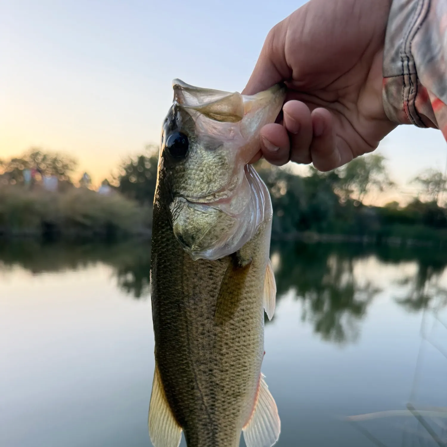 Largemouth bass caught on Fishbrain