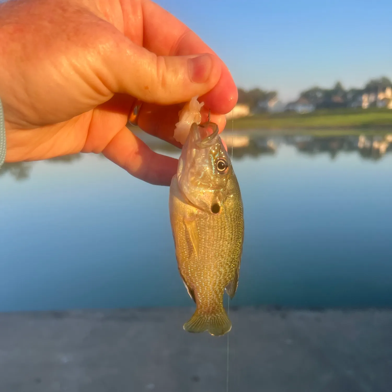 Green sunfish caught on Fishbrain