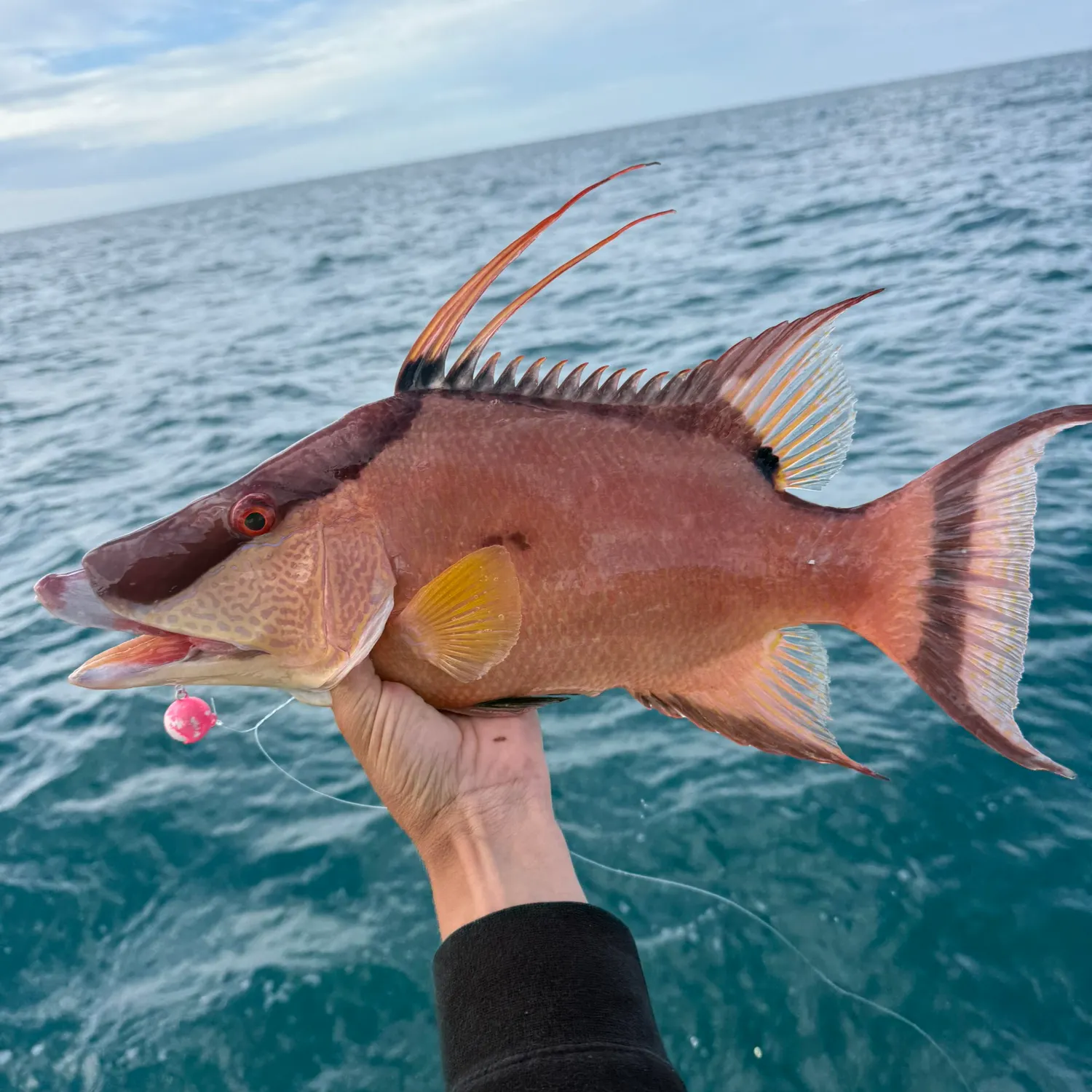 The most recent Hogfish catches on Fishbrain