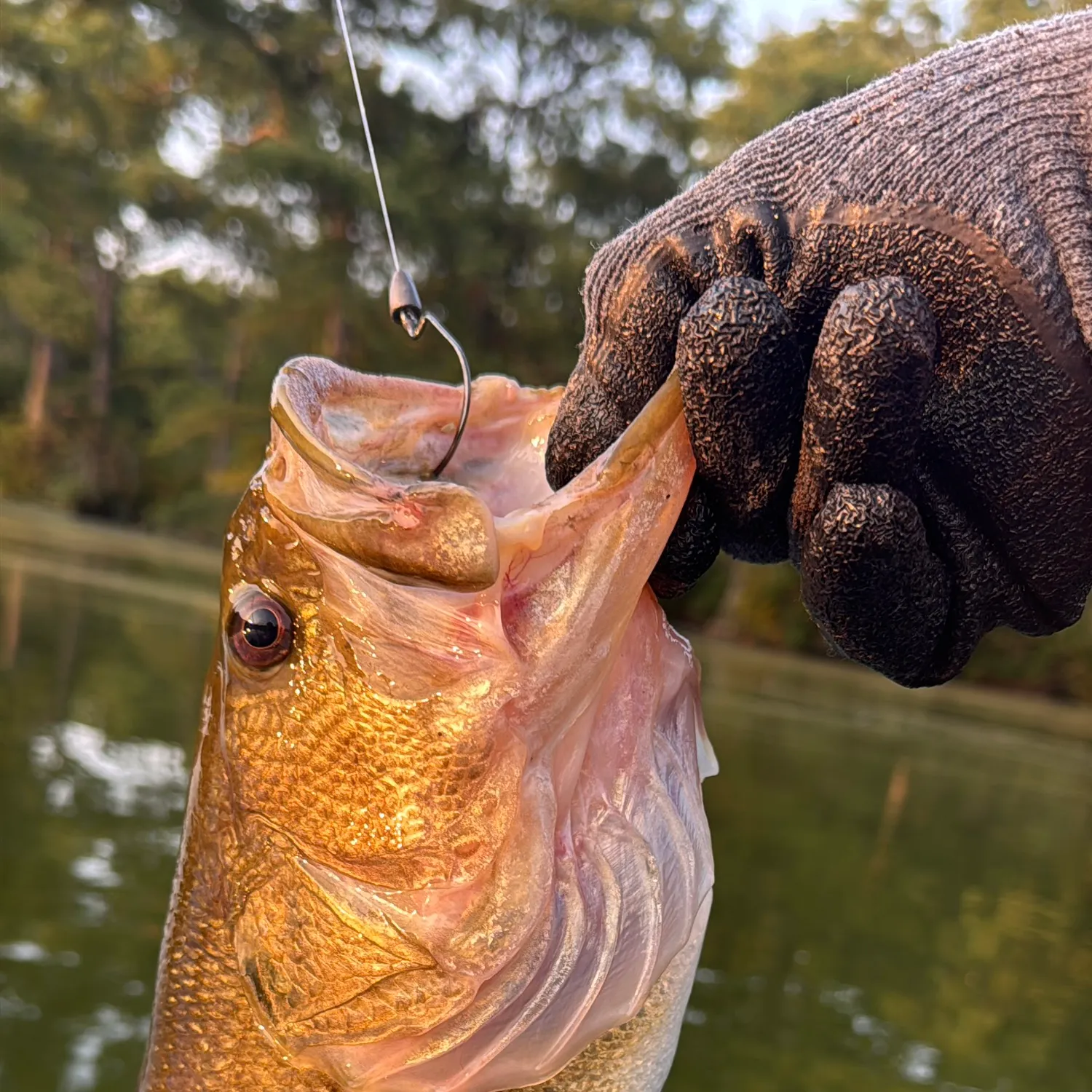 Largemouth bass caught on Fishbrain