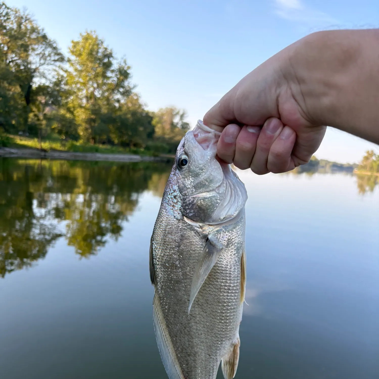 Freshwater drum caught on Fishbrain