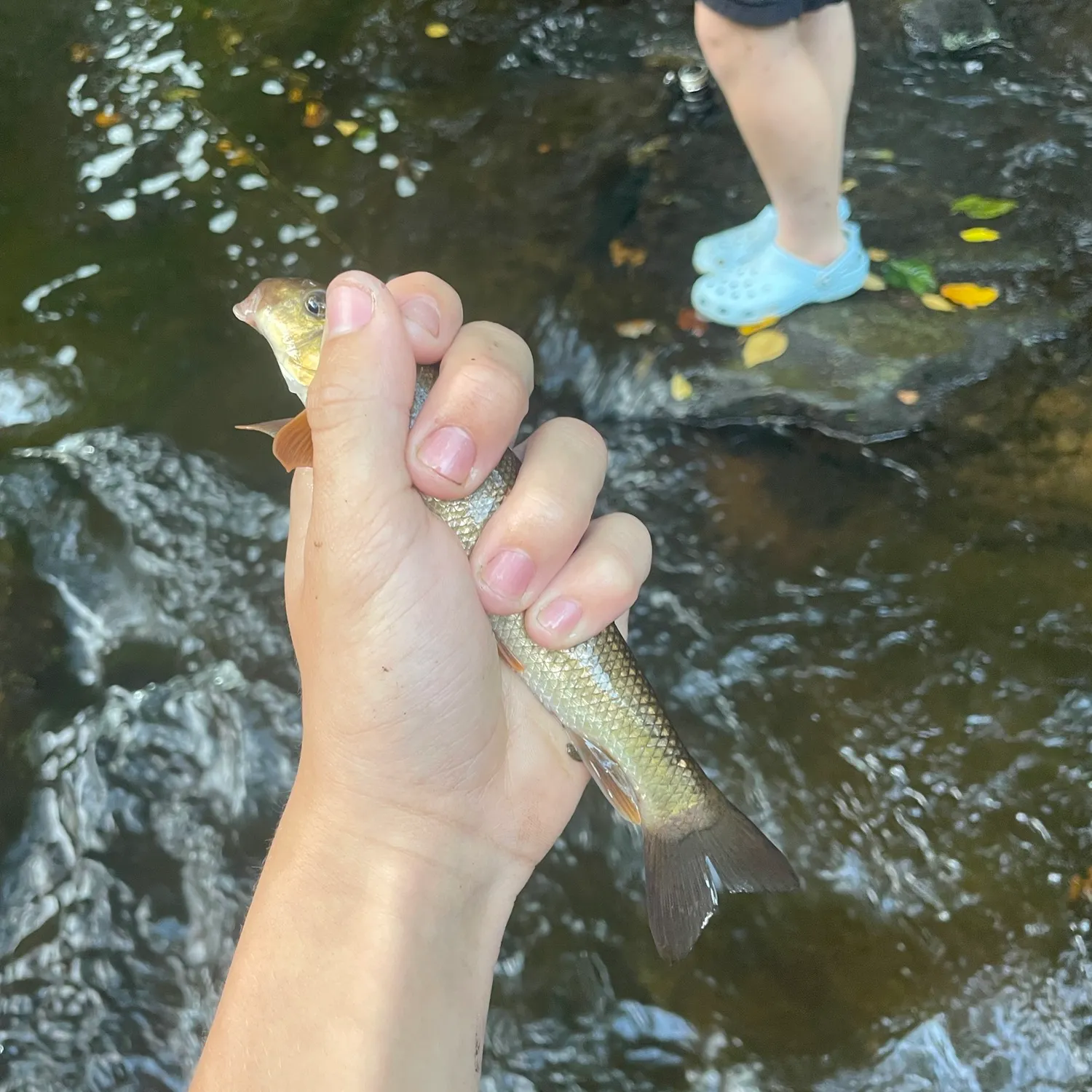 The most recent Golden redhorse catches on Fishbrain