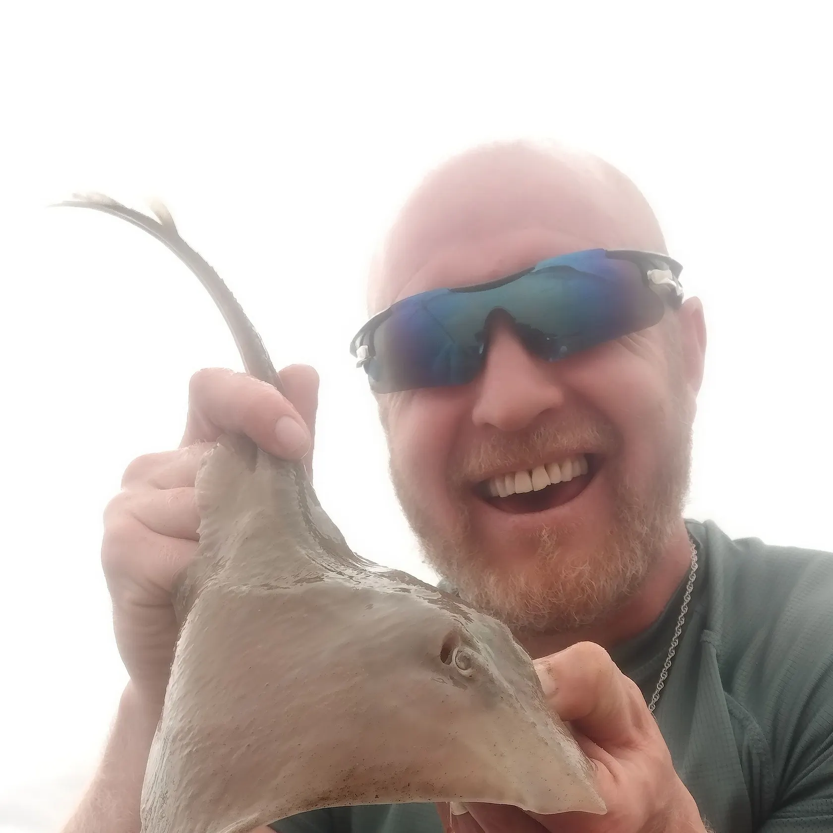 The most recent Small-eyed ray catches on Fishbrain