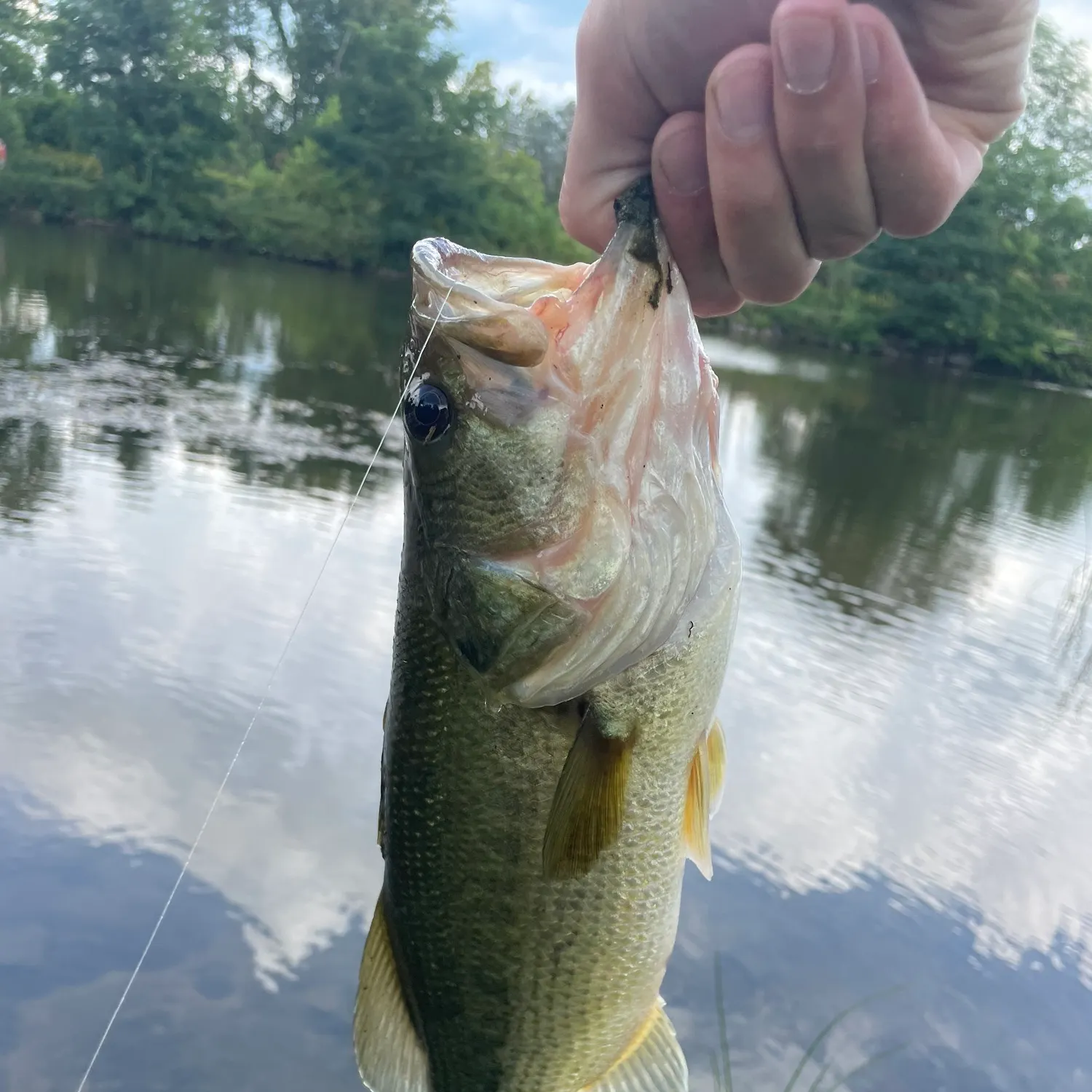 Largemouth bass caught on Fishbrain