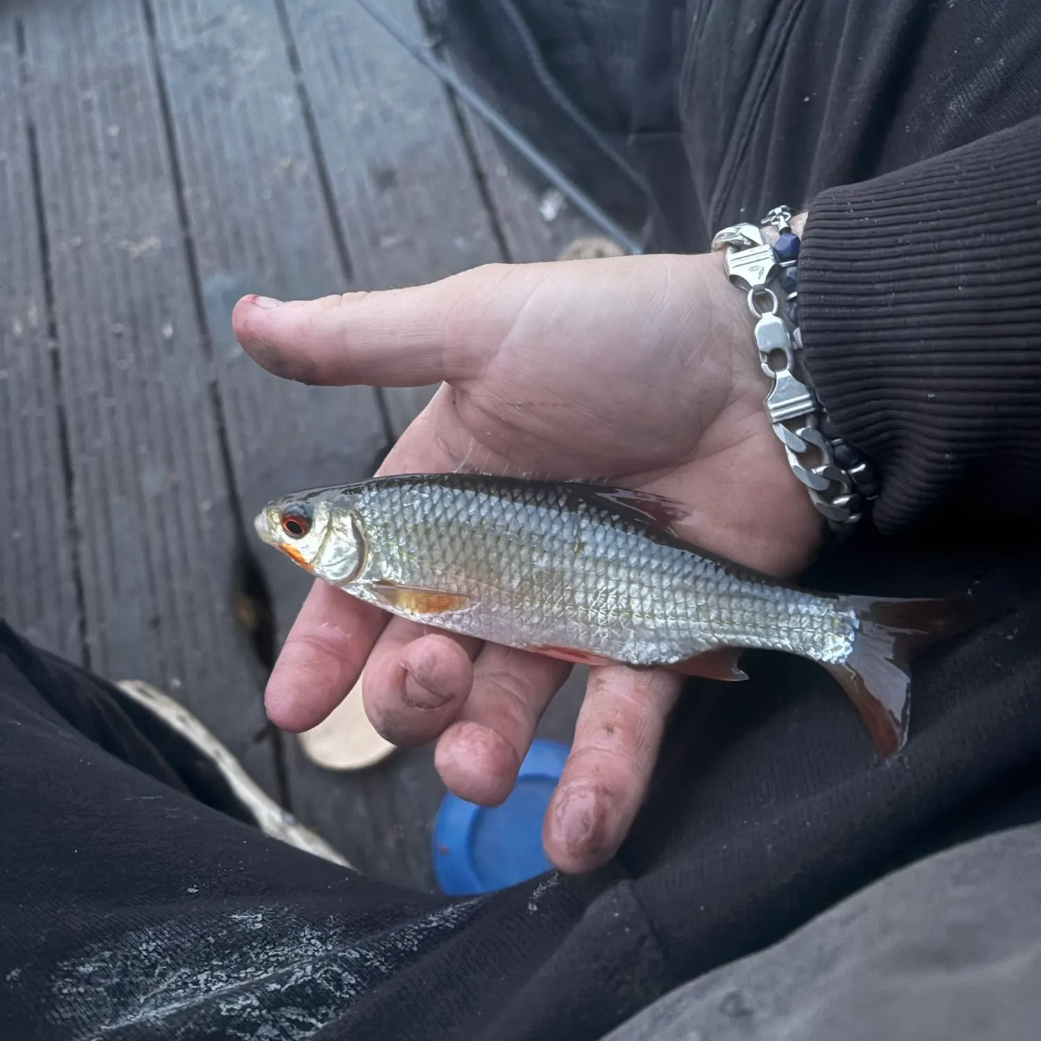 Common roach caught on Fishbrain