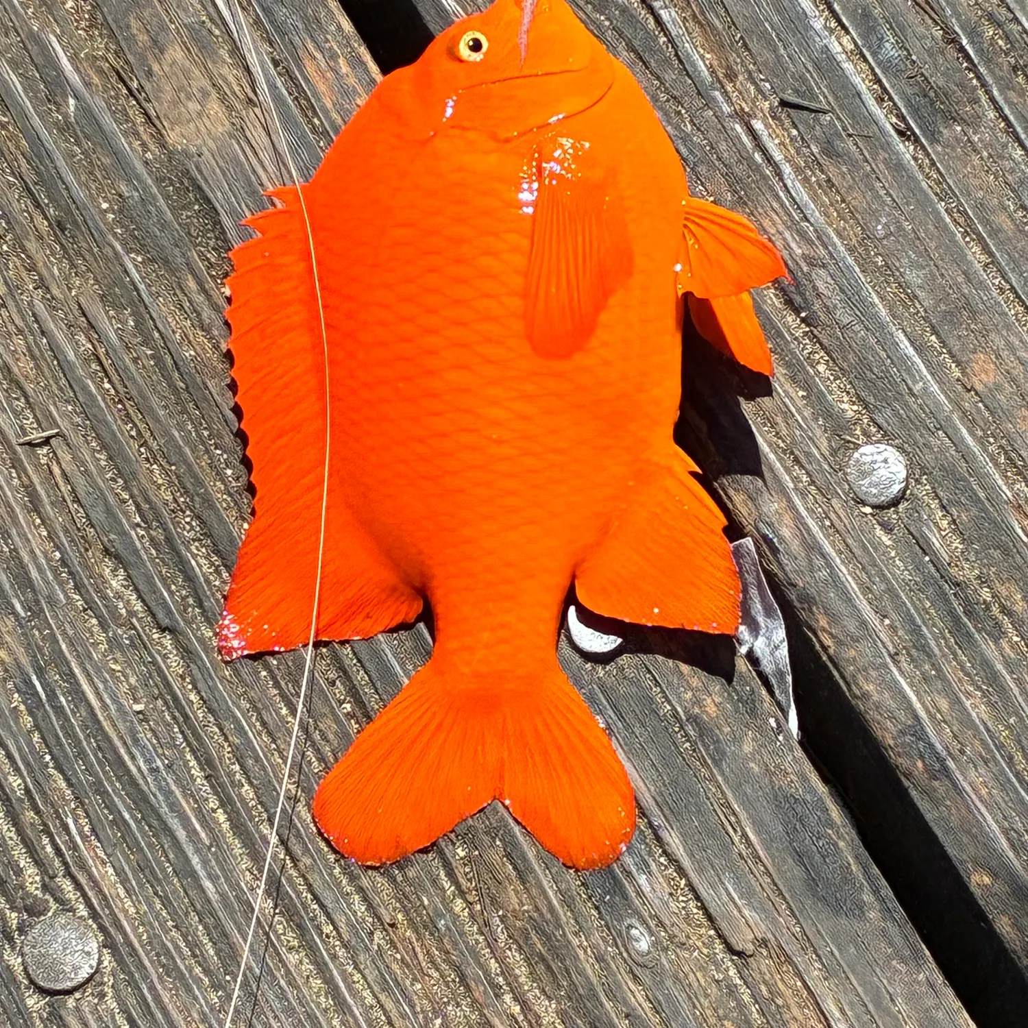 Garibaldi damselfish caught on Fishbrain