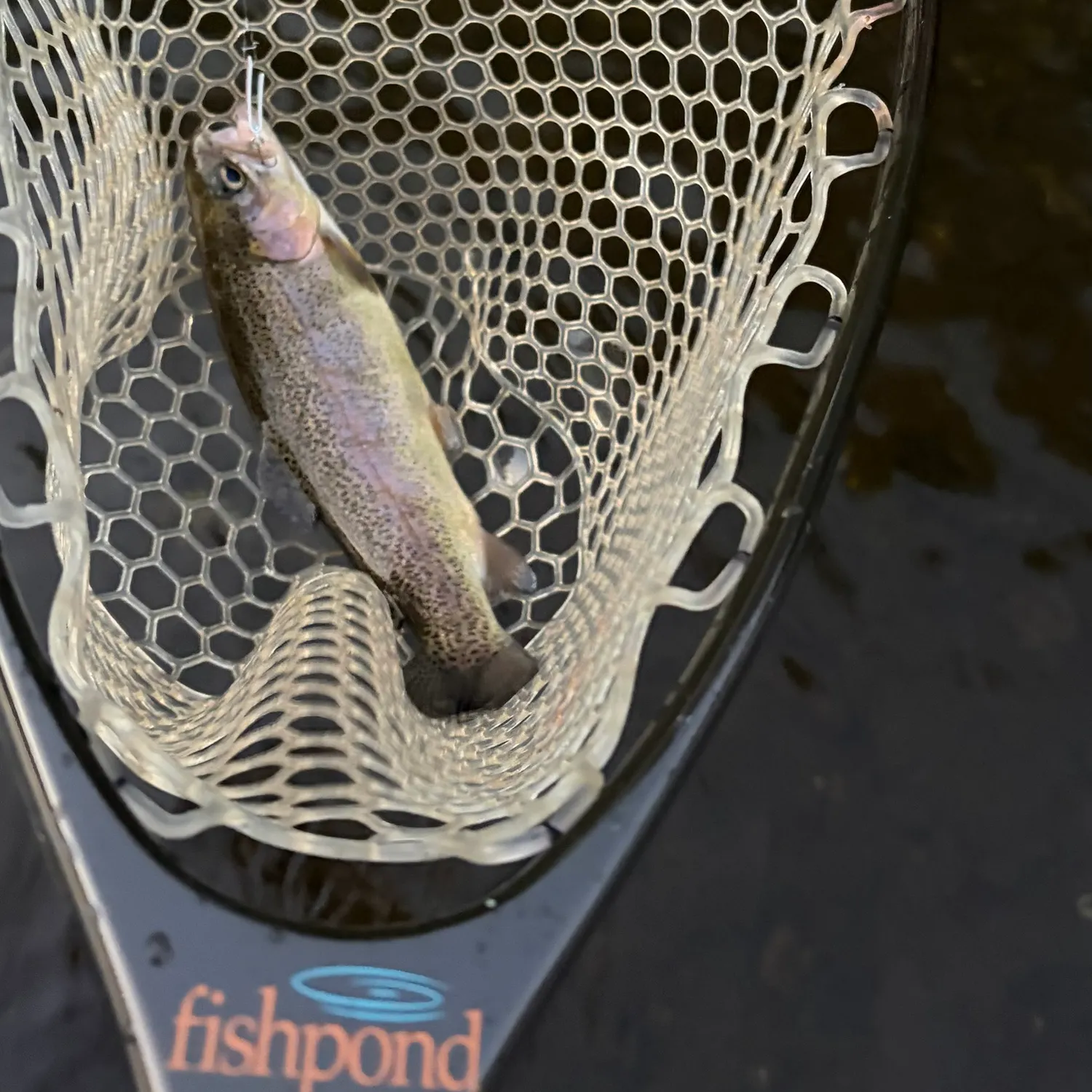 Rainbow trout caught on Fishbrain