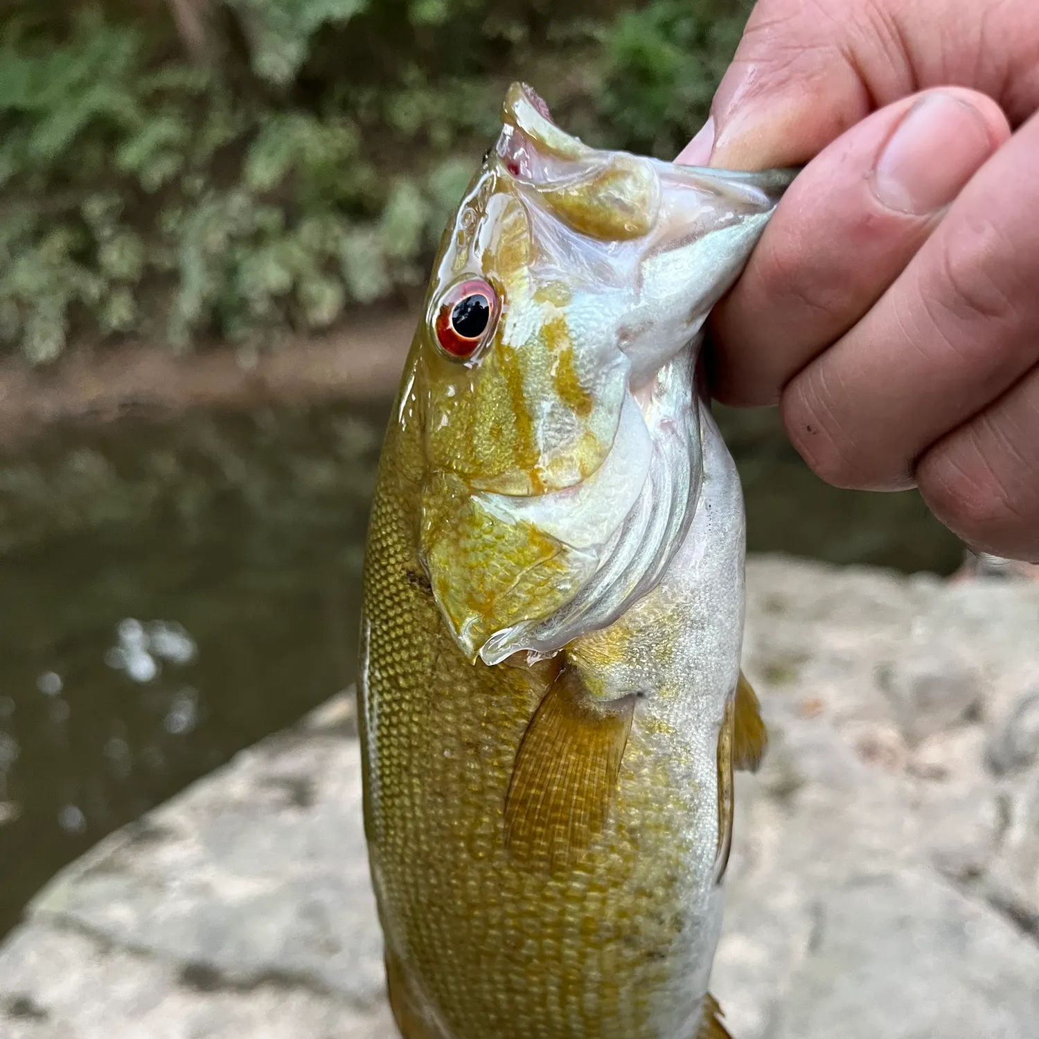 Smallmouth bass caught on Fishbrain