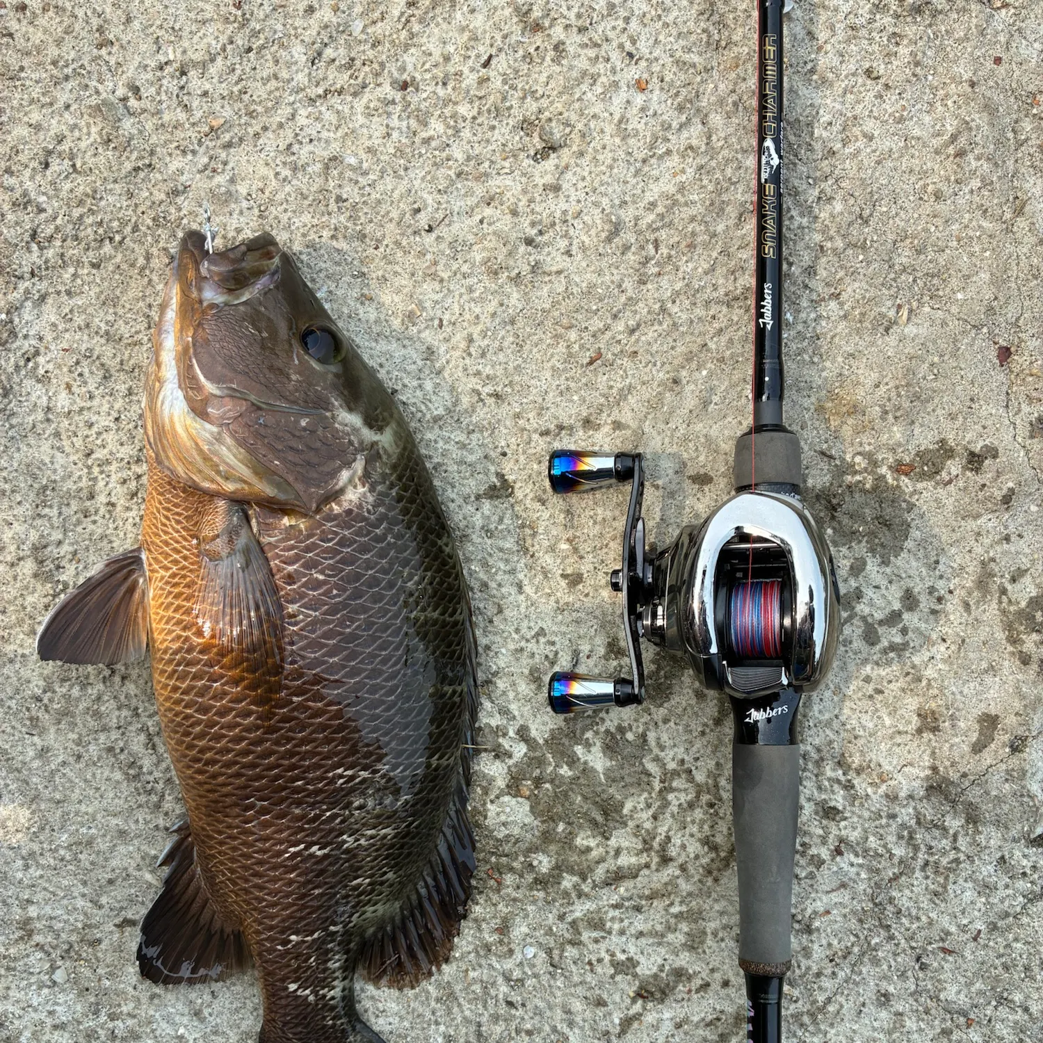Fish caught on Fishbrain