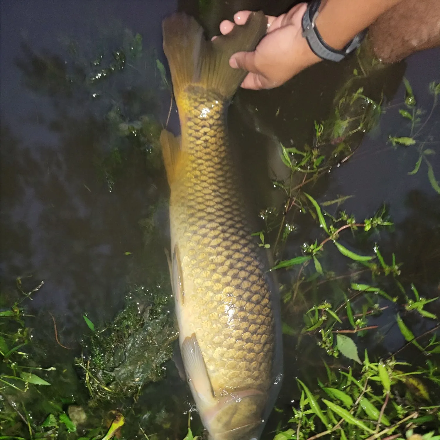Common carp caught on Fishbrain