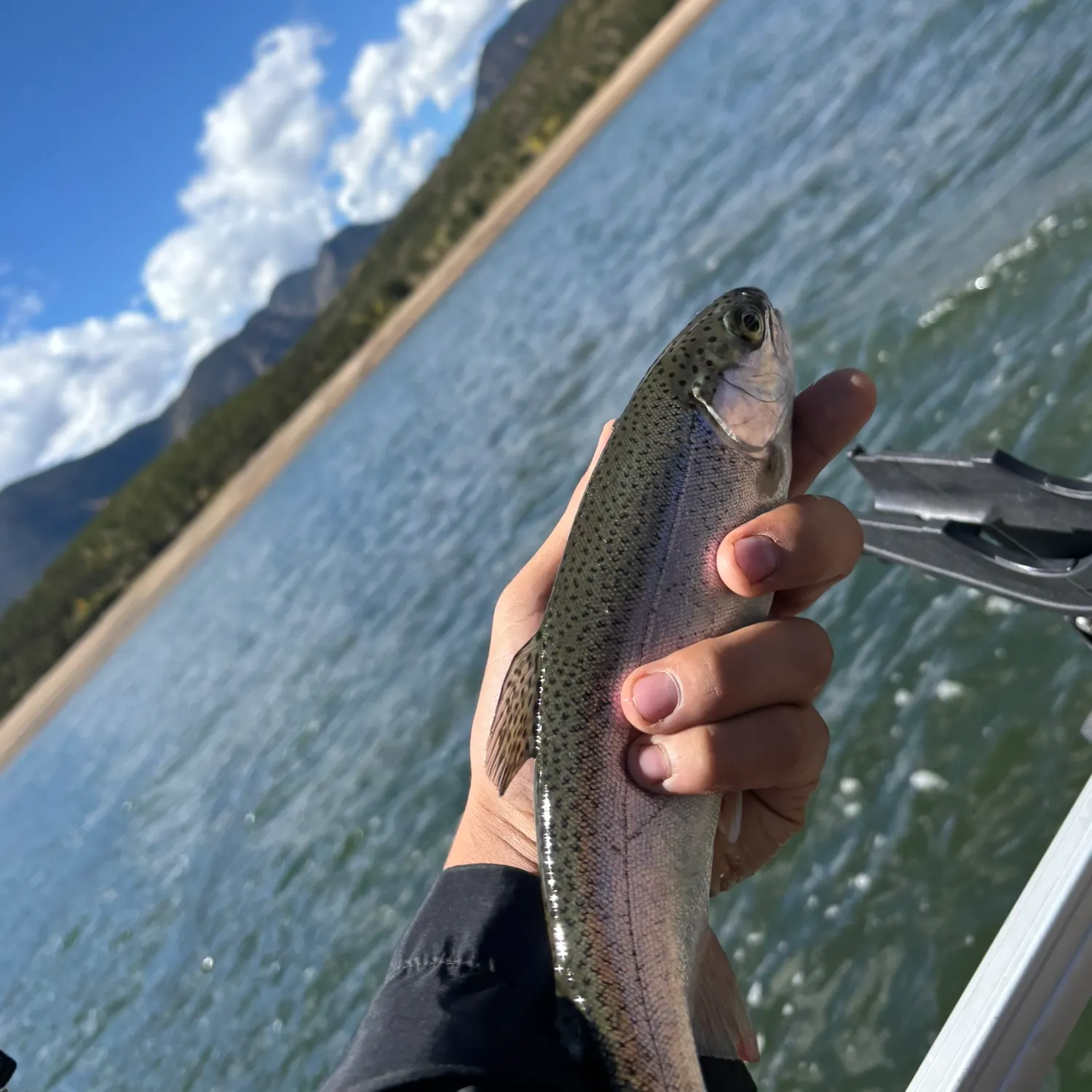 Rainbow trout caught on Fishbrain