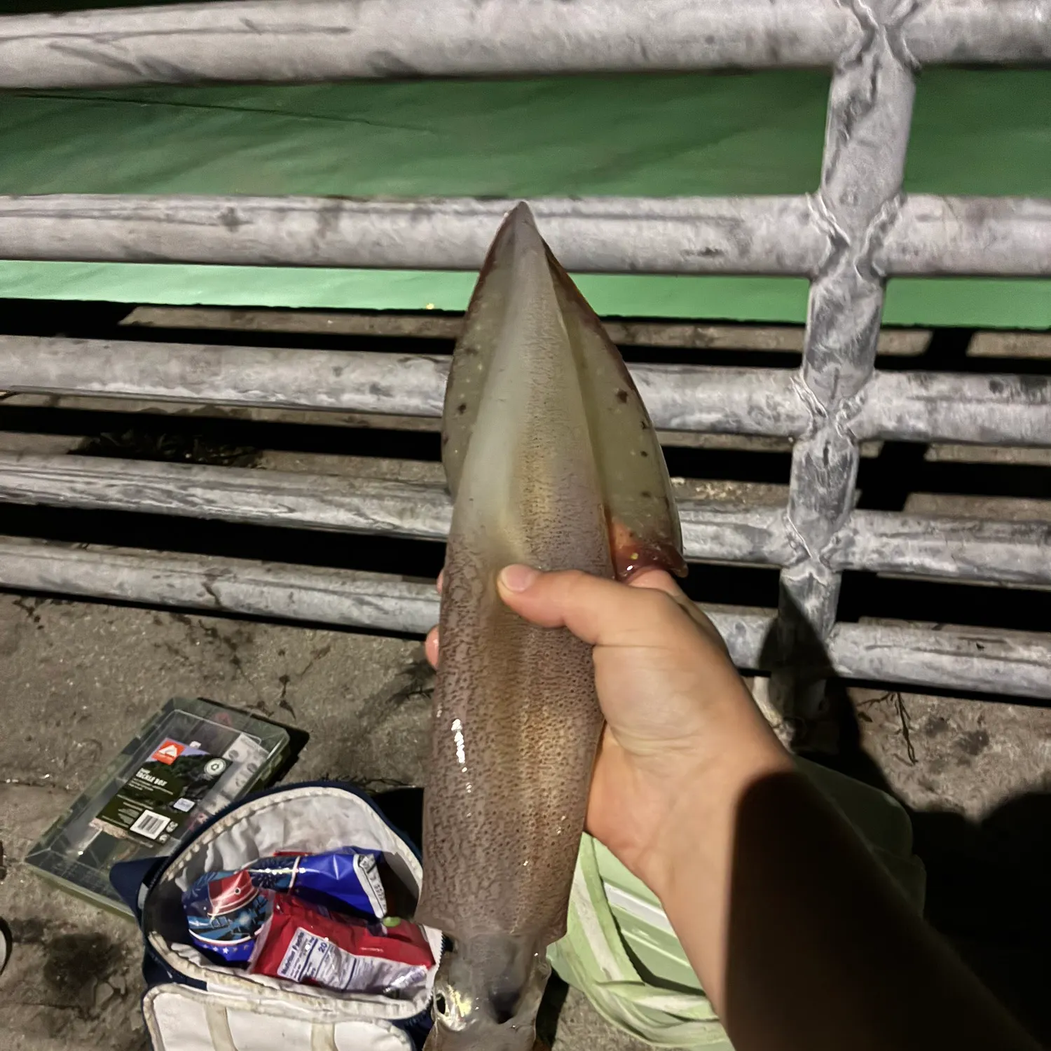 The most recent Longfin inshore squid catches on Fishbrain