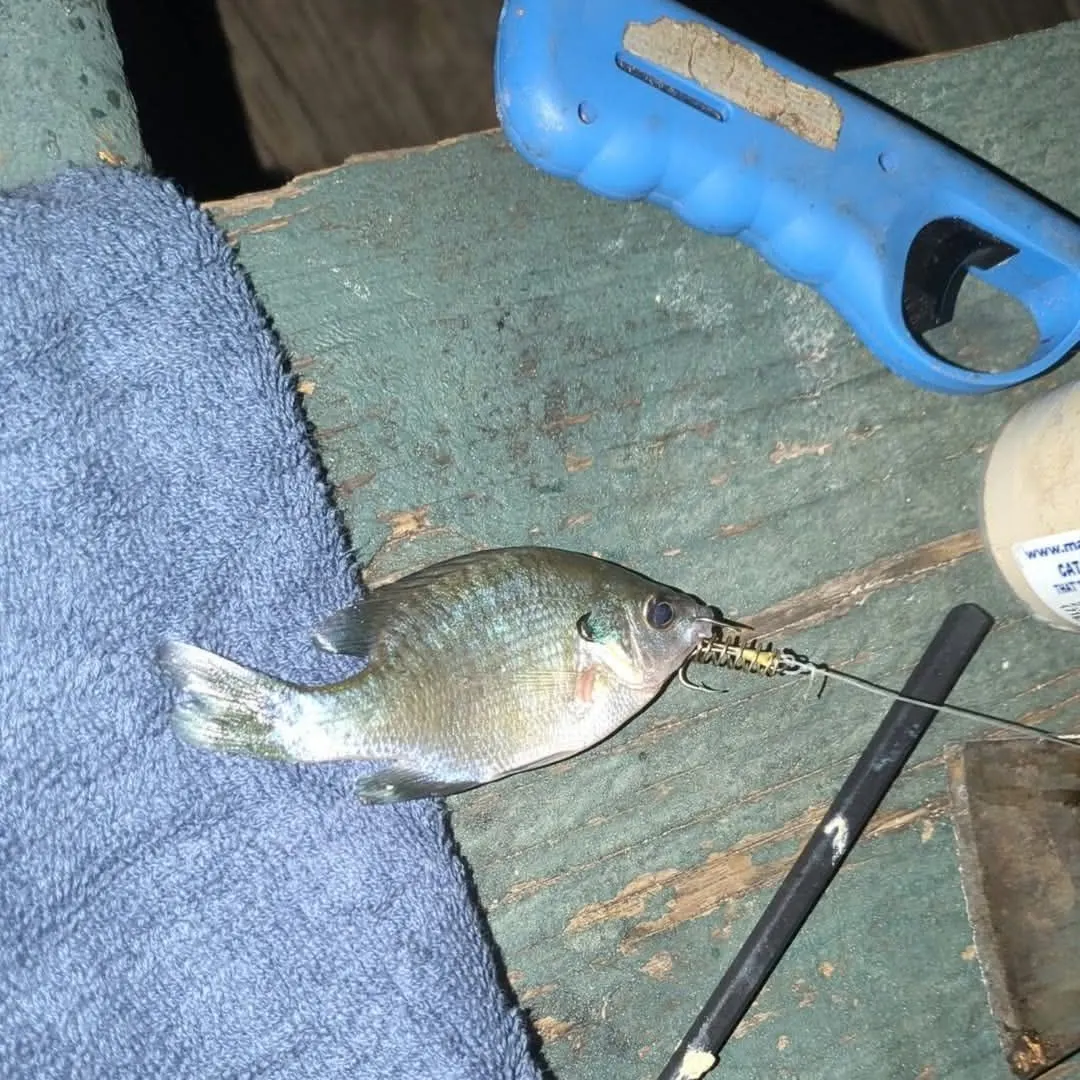 Fish caught on Fishbrain