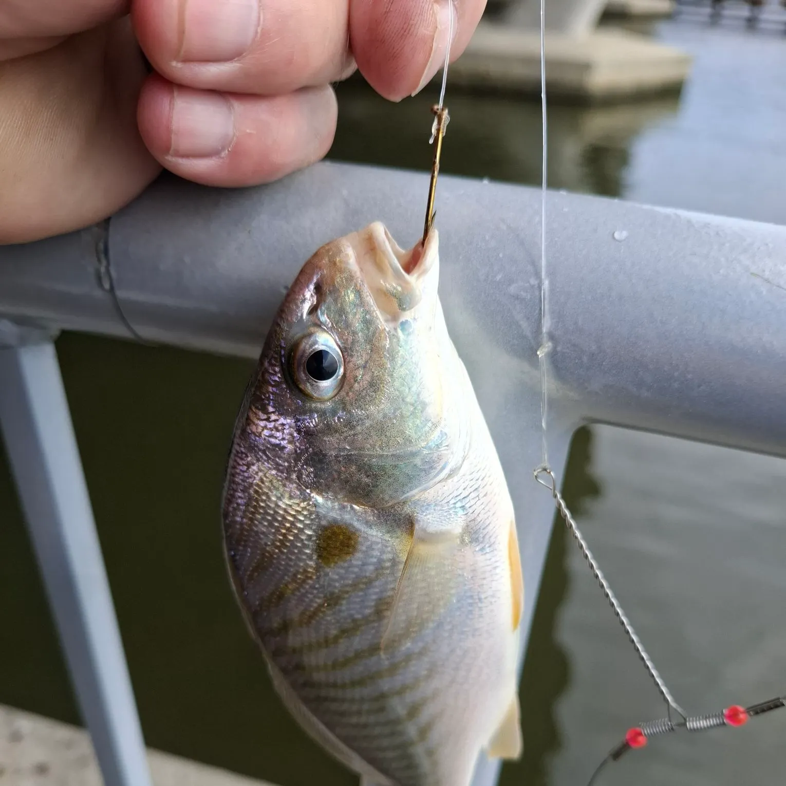 Spot croaker caught on Fishbrain