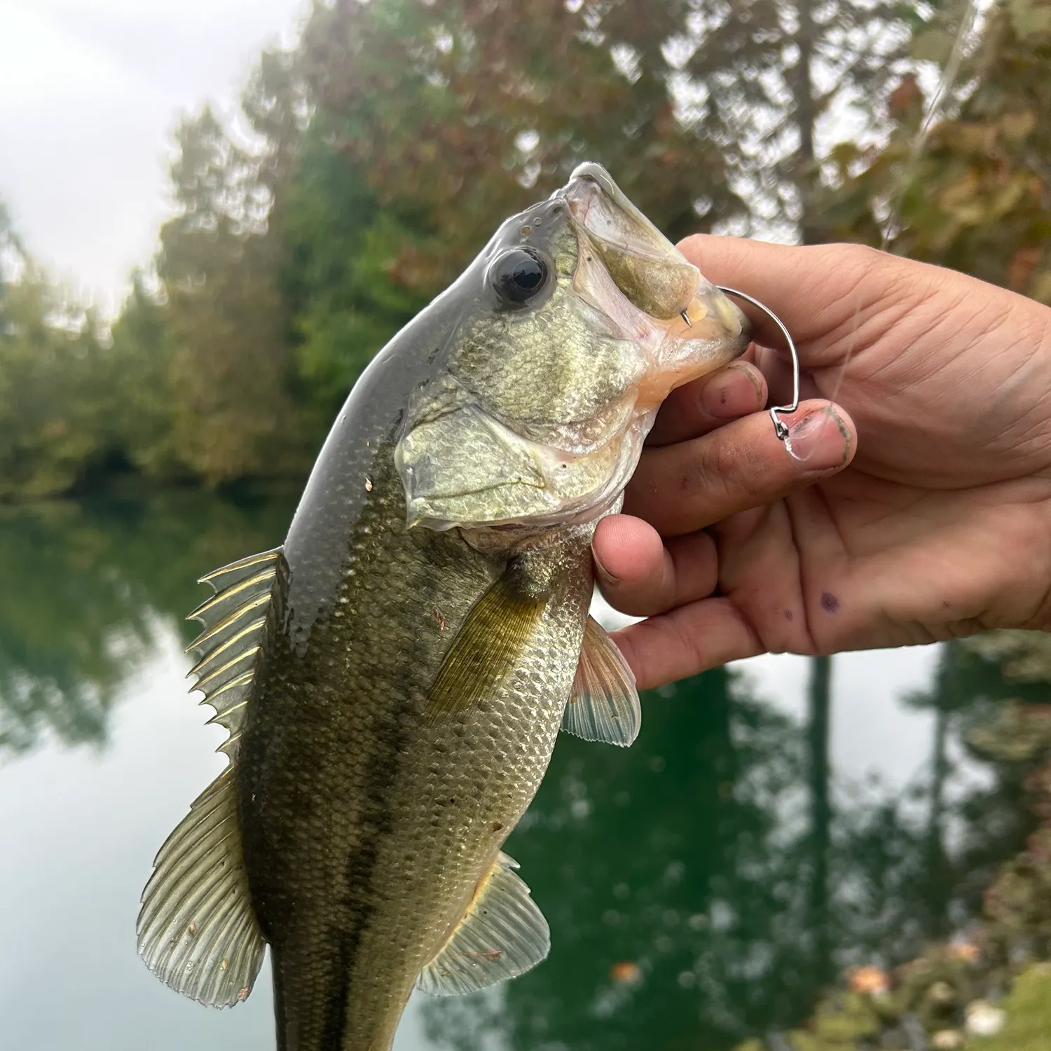 Largemouth bass caught on Fishbrain