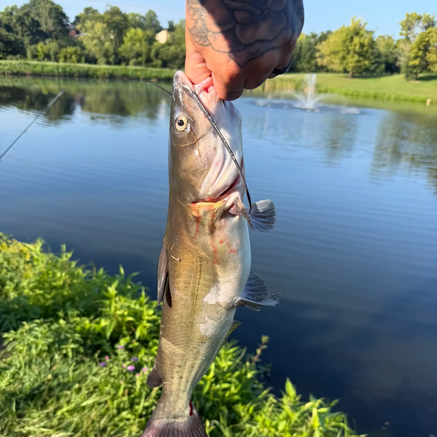 Channel catfish caught on Fishbrain