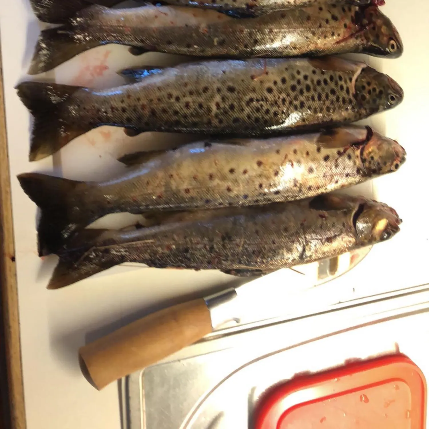 recently logged catches