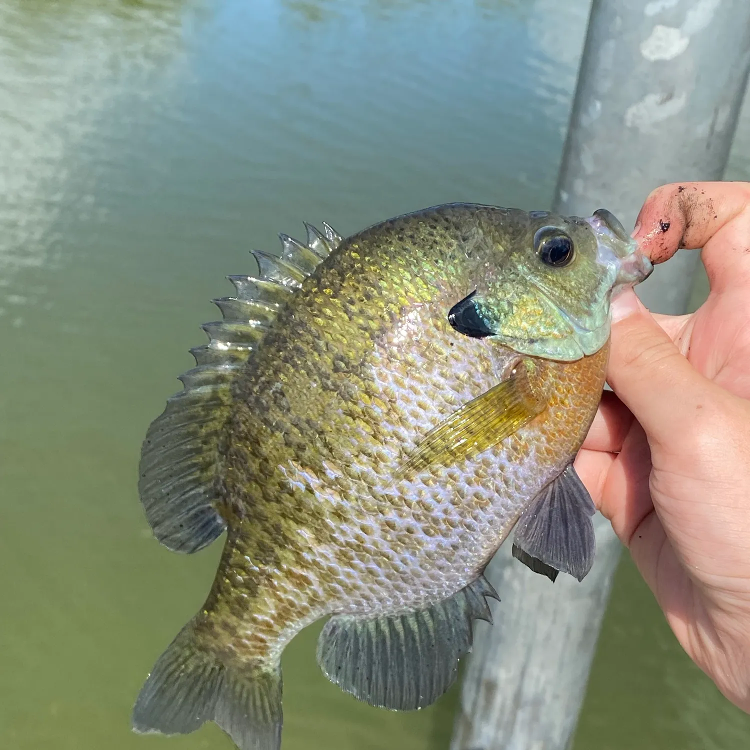 Bluegill caught on Fishbrain