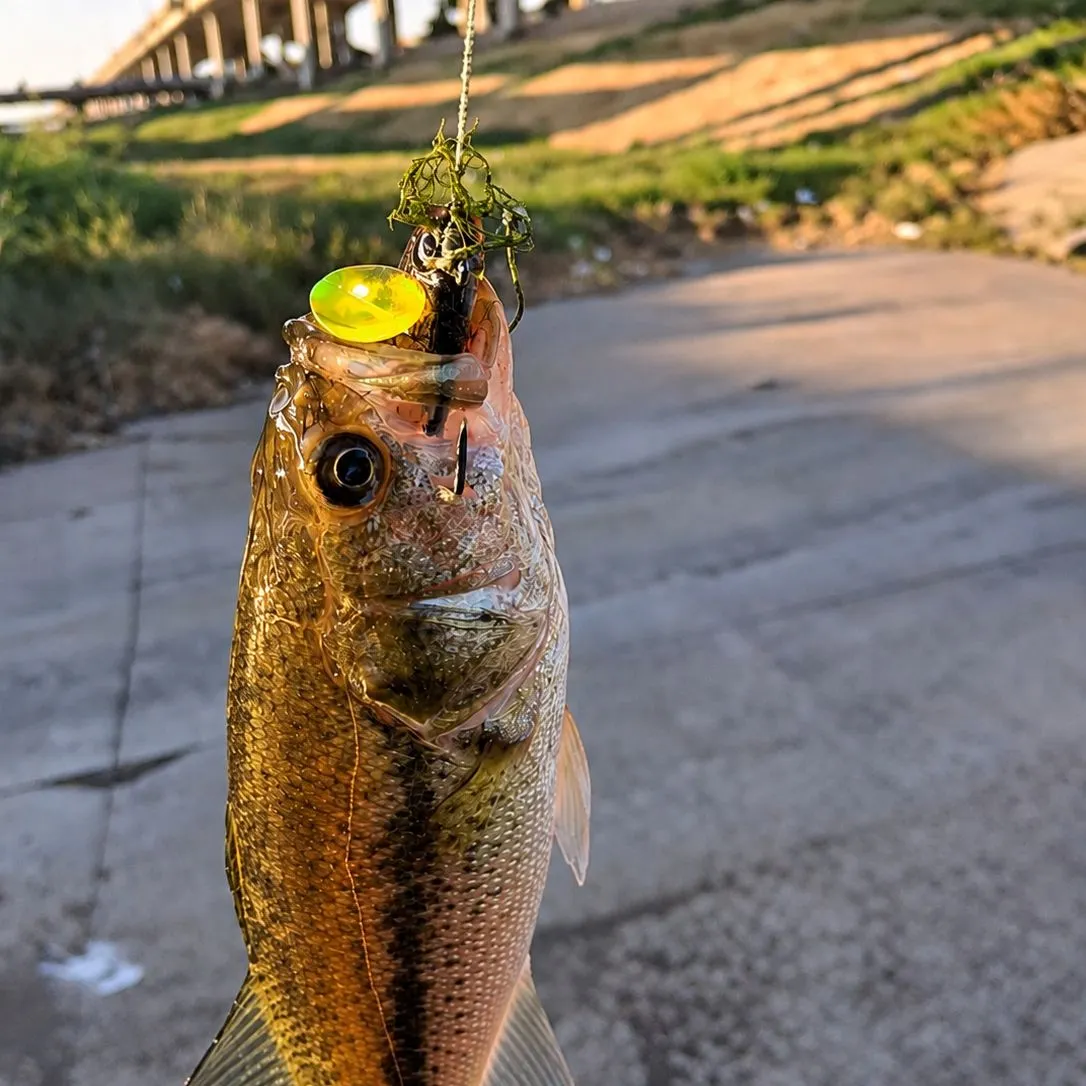 Spotted bass caught on Fishbrain
