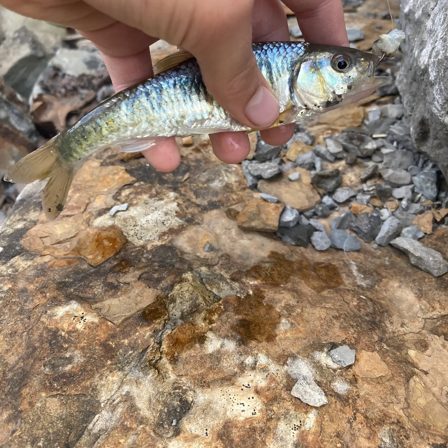 Striped shiner caught on Fishbrain