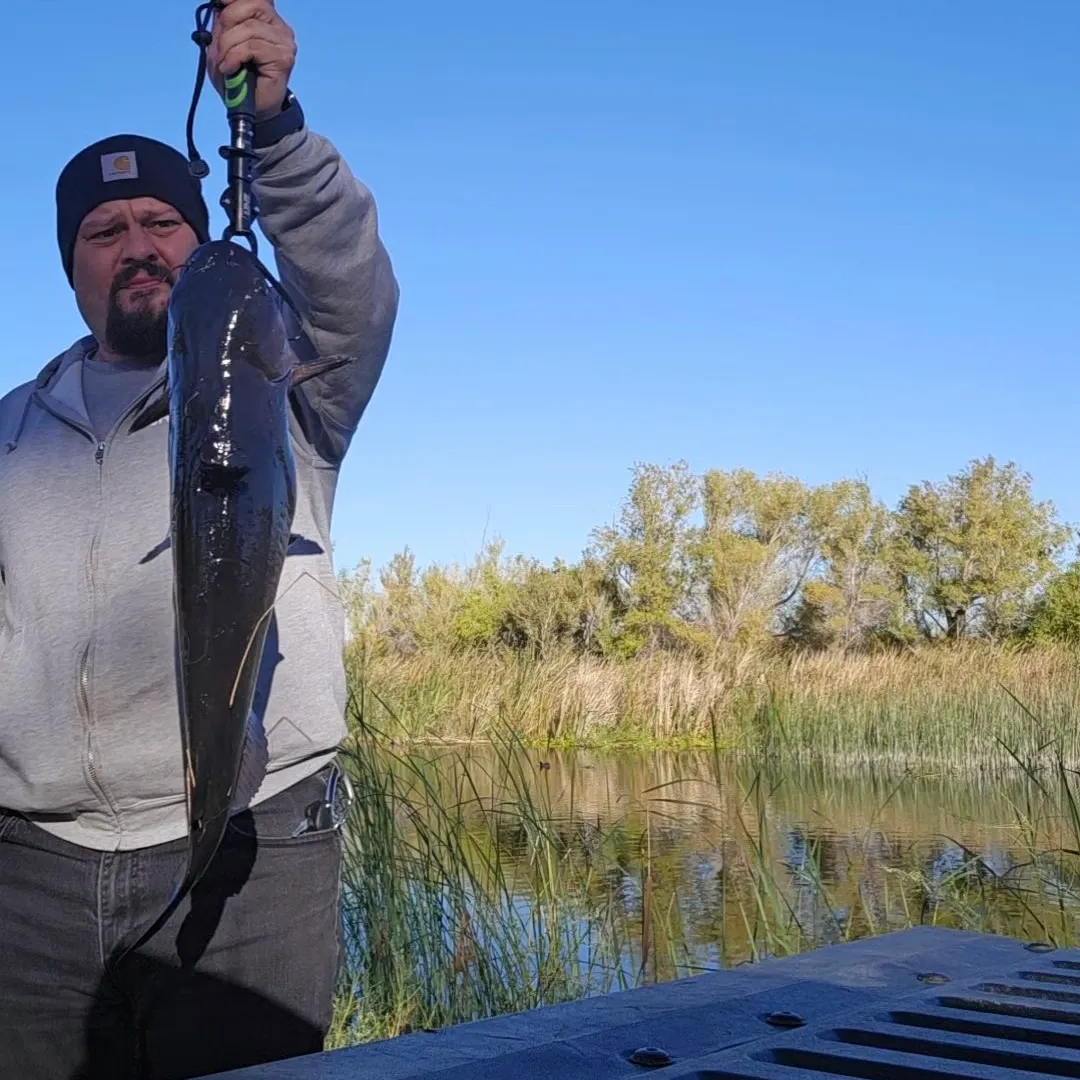 Channel catfish caught on Fishbrain