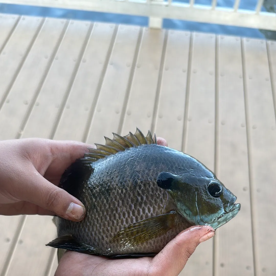 Bluegill caught on Fishbrain