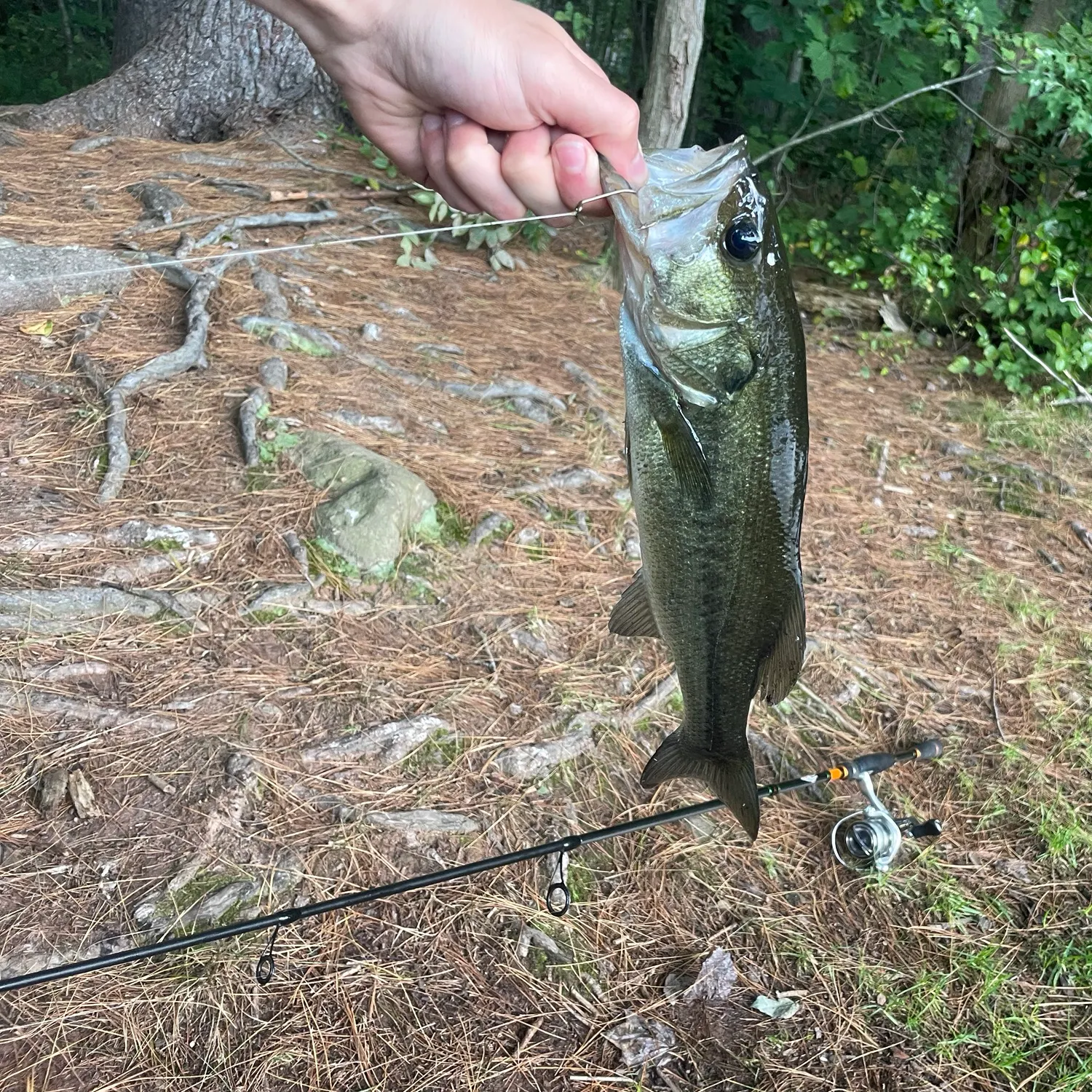 Largemouth bass caught on Fishbrain