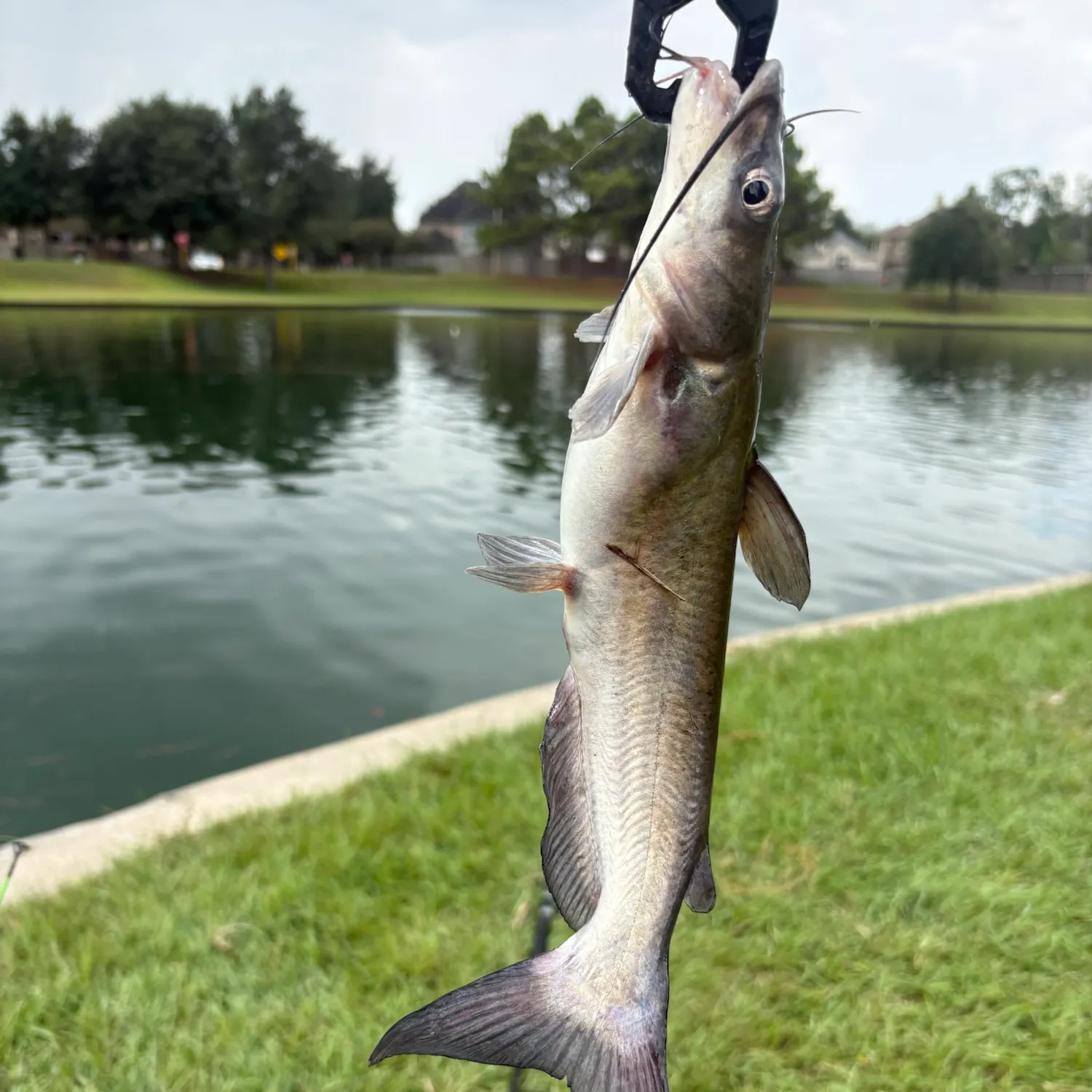 Channel catfish caught on Fishbrain