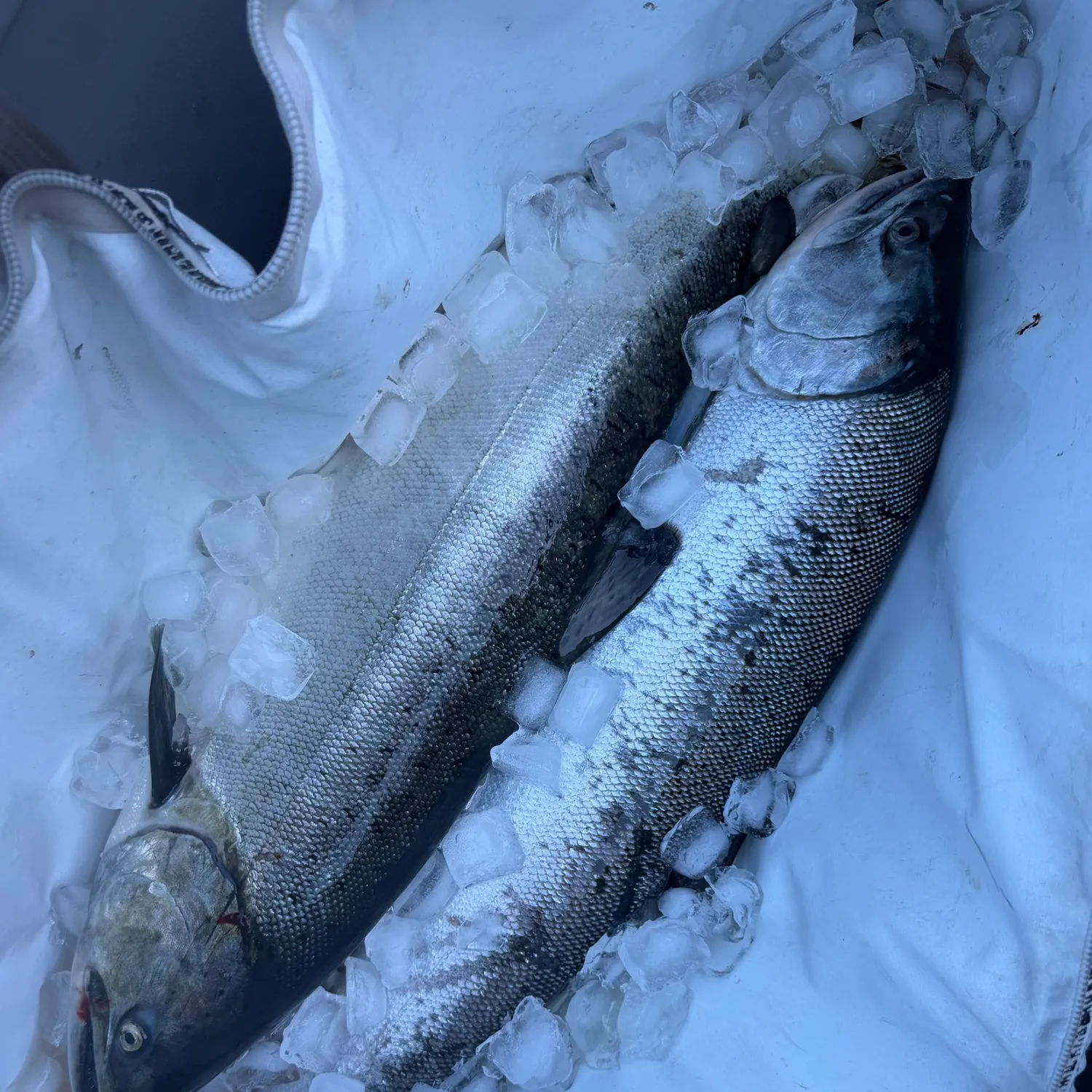 Chinook salmon caught on Fishbrain