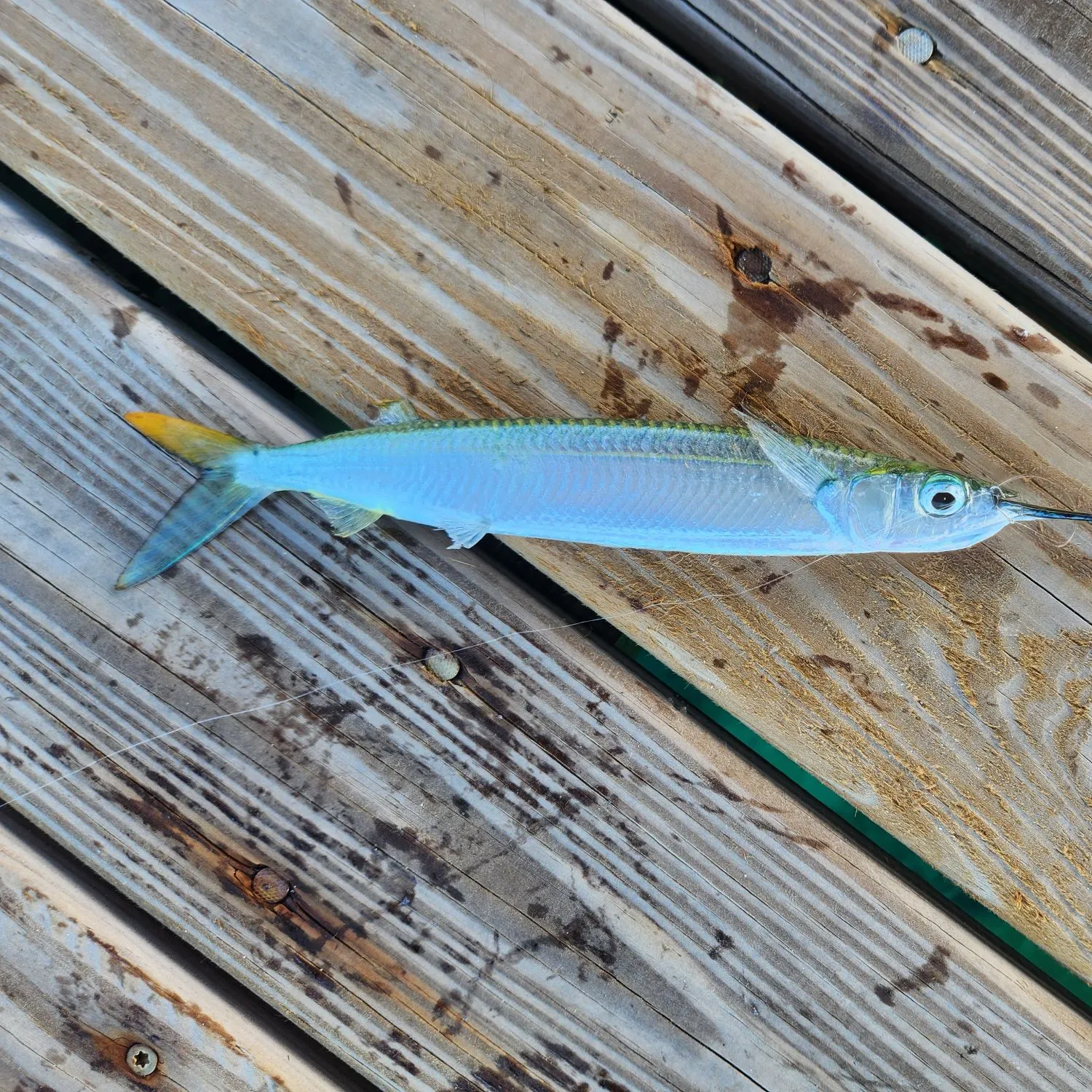 The most recent Ballyhoo halfbeak catches on Fishbrain