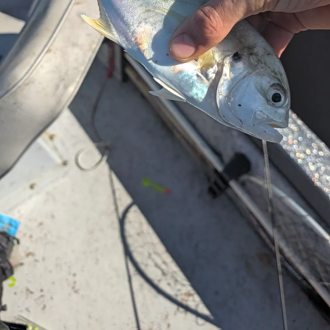 Crevalle jack caught on Fishbrain