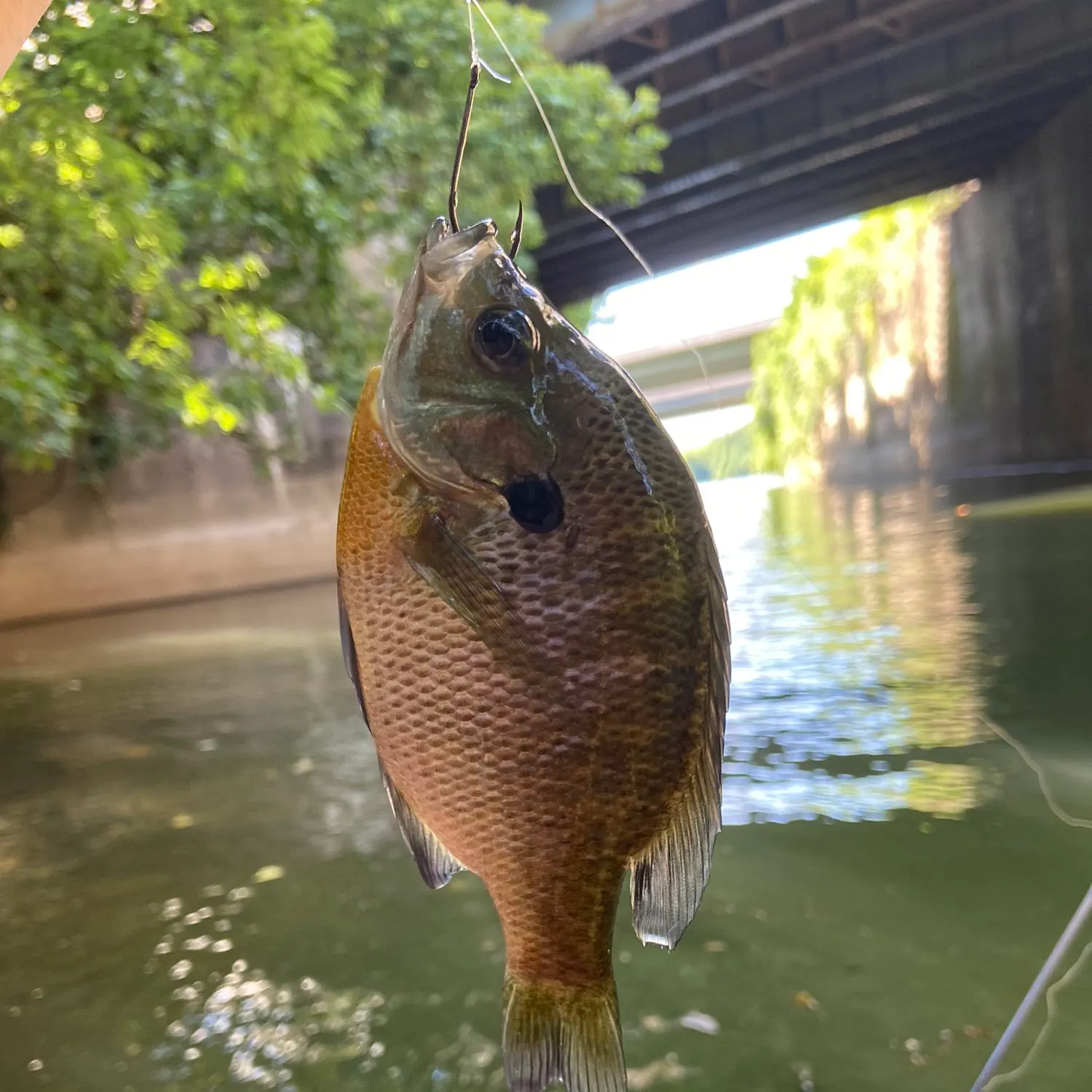 Bluegill caught on Fishbrain