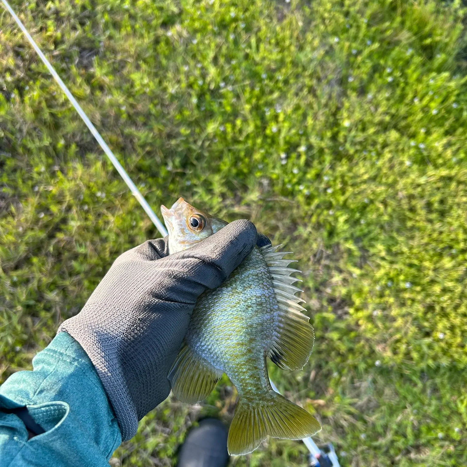 The most recent Black perch catches on Fishbrain