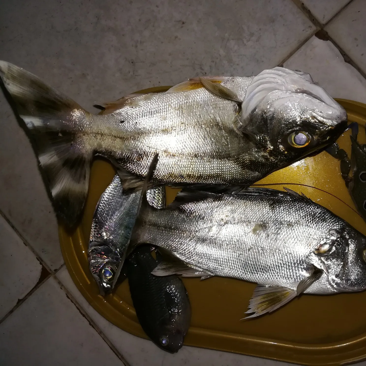 recently logged catches