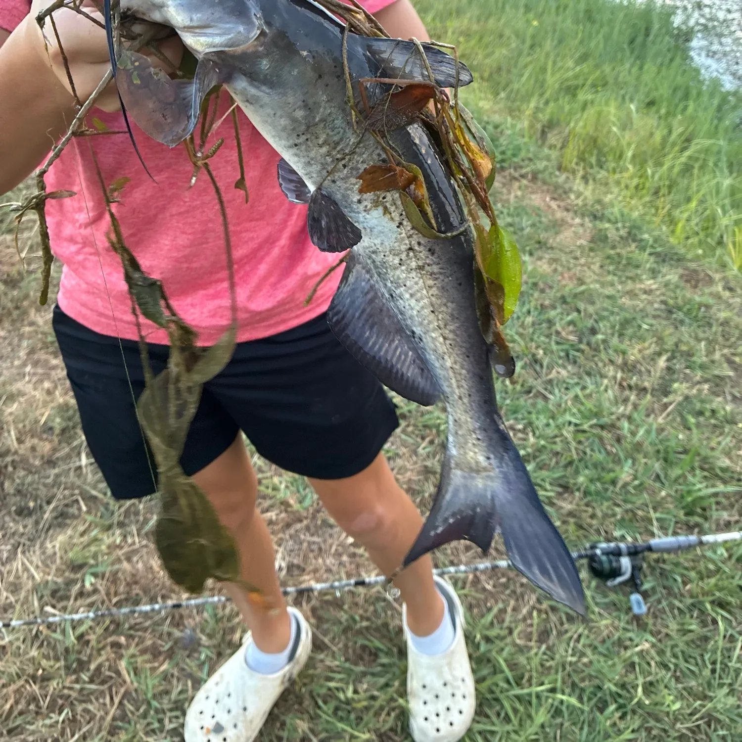 White bullhead caught on Fishbrain