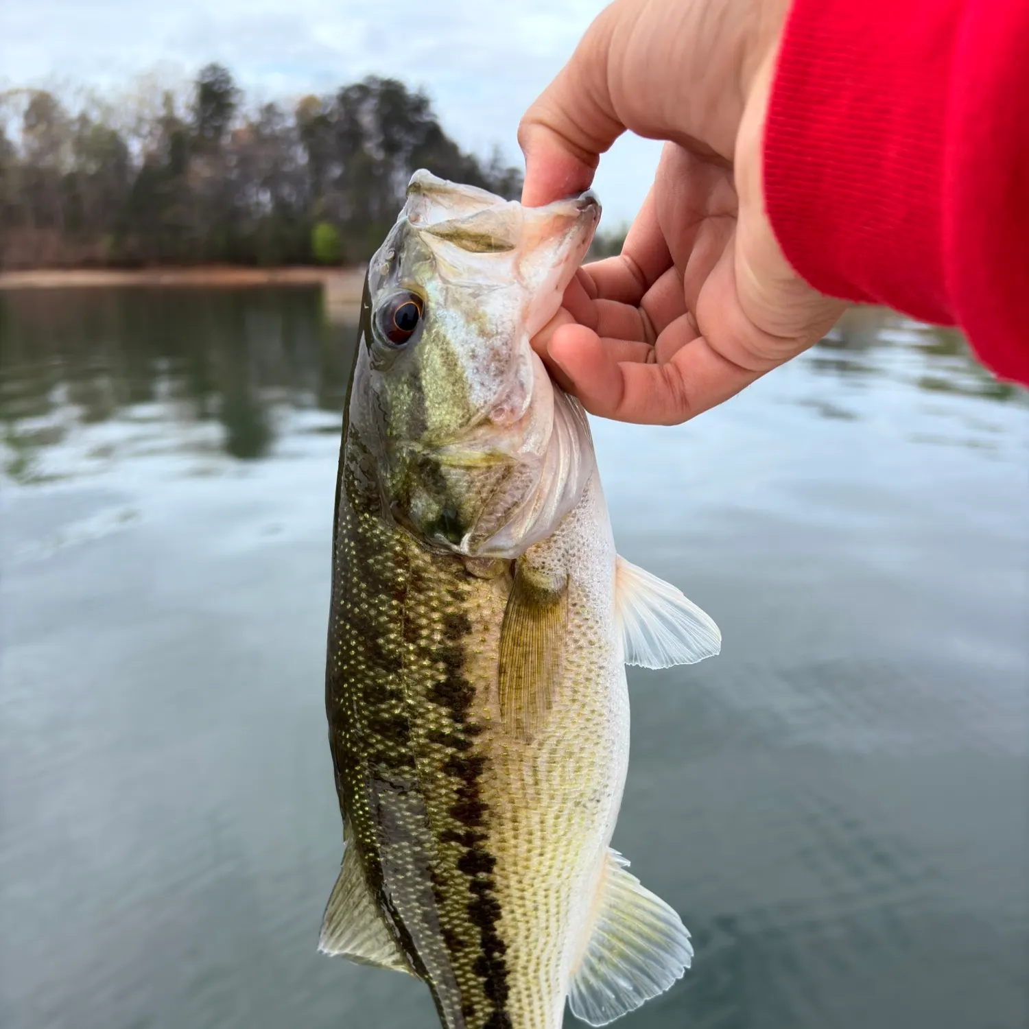 The most recent Alabama bass catches on Fishbrain