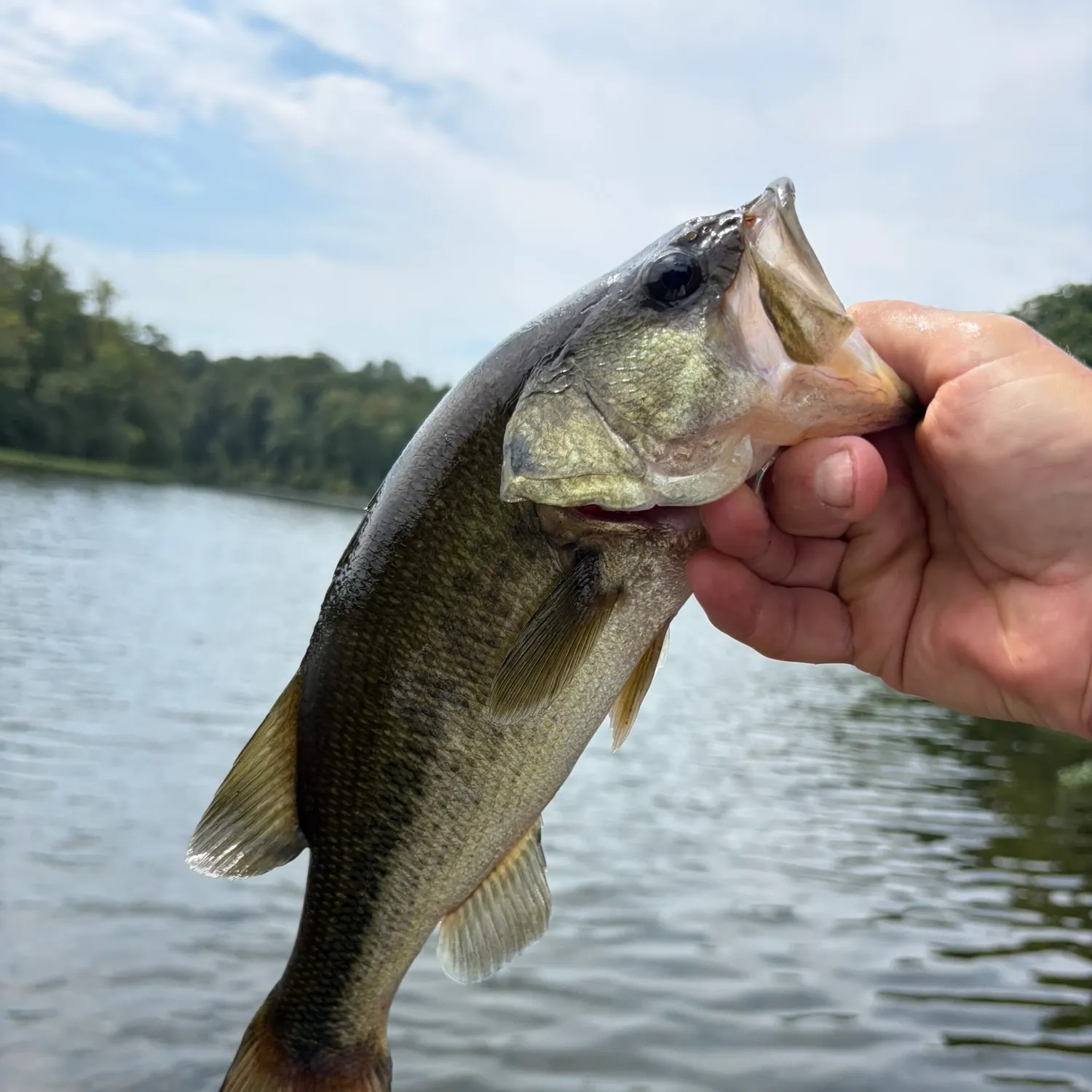 Largemouth bass caught on Fishbrain